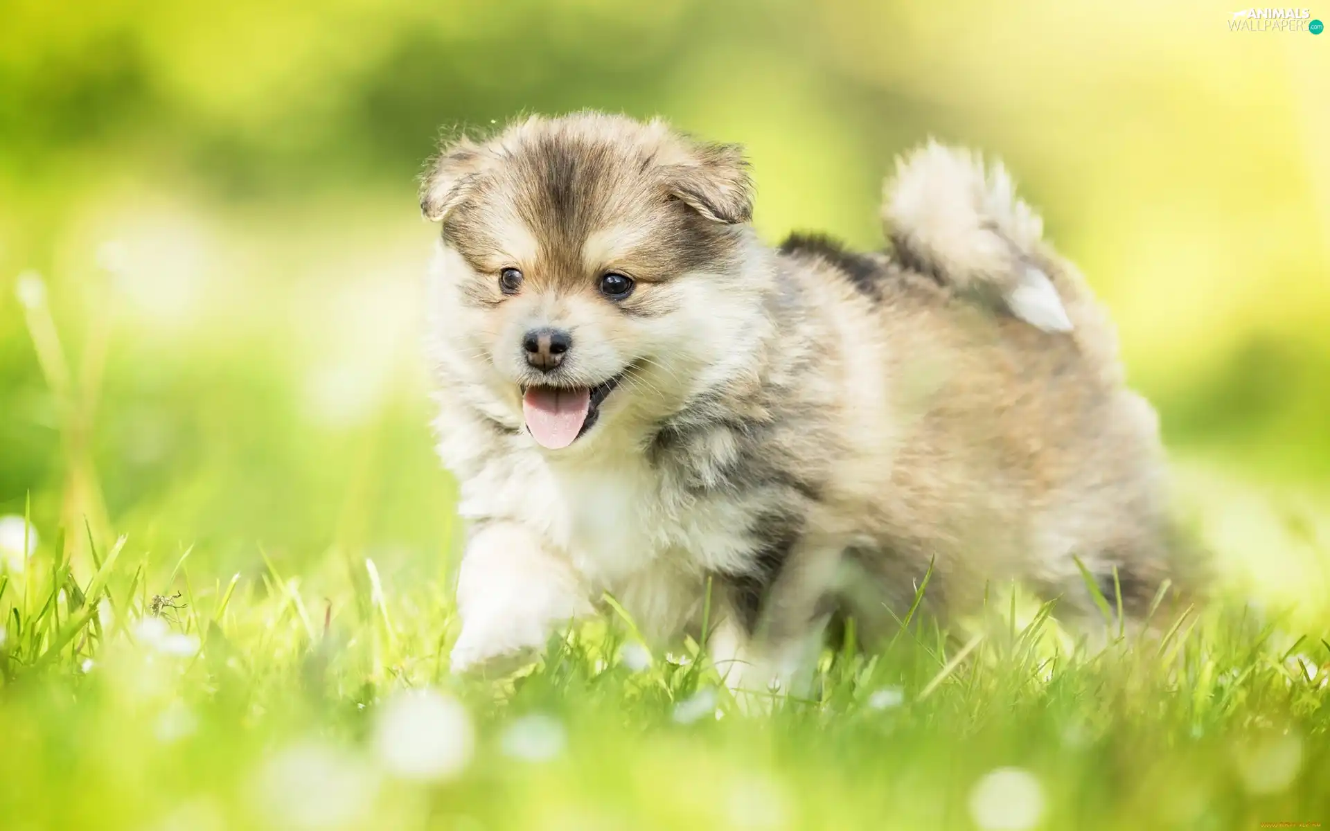 grass, Puppy, Finnish Lapphund