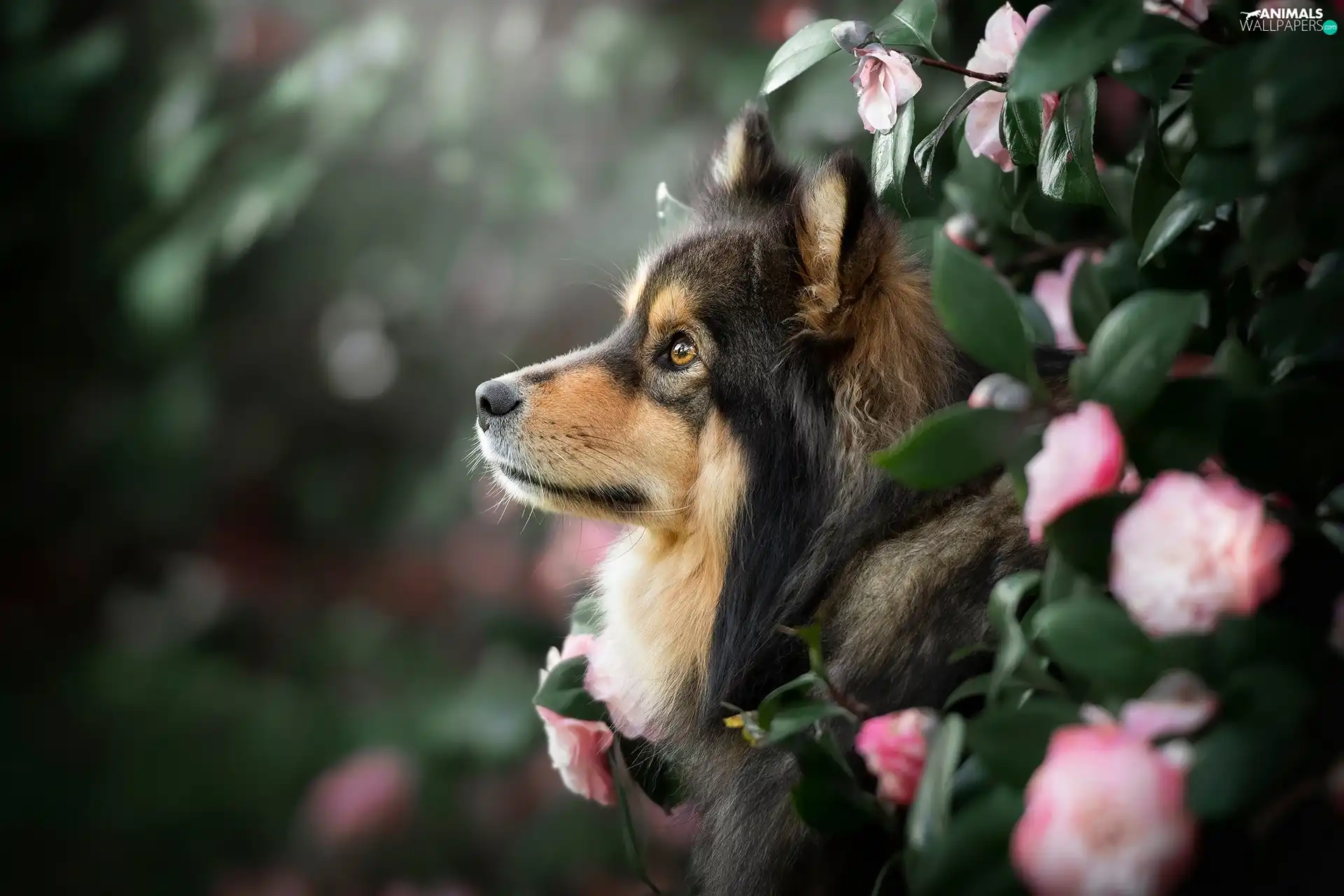 dog, Finnish Lapphund, profile, point
