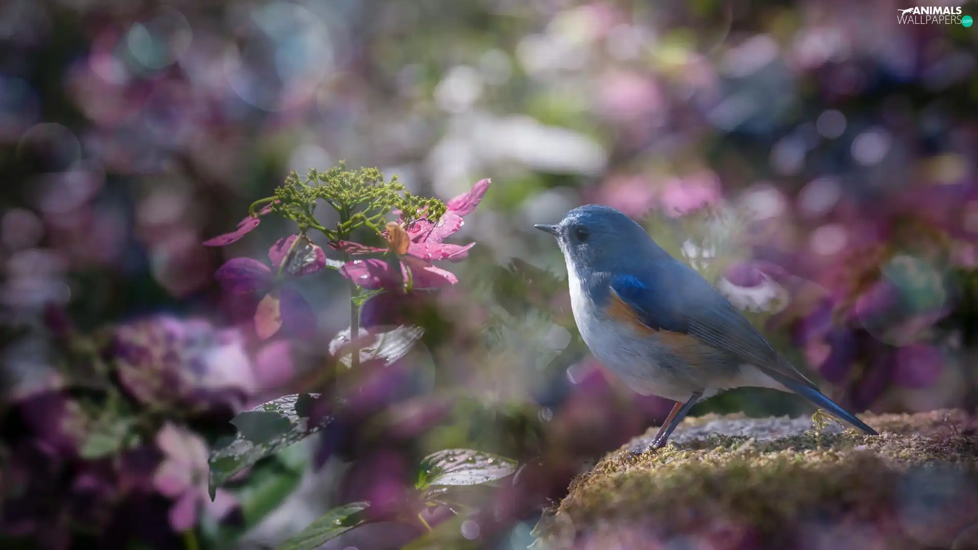 Pink, blur, Red-flanked Bluetail, hydrangeas, Bird