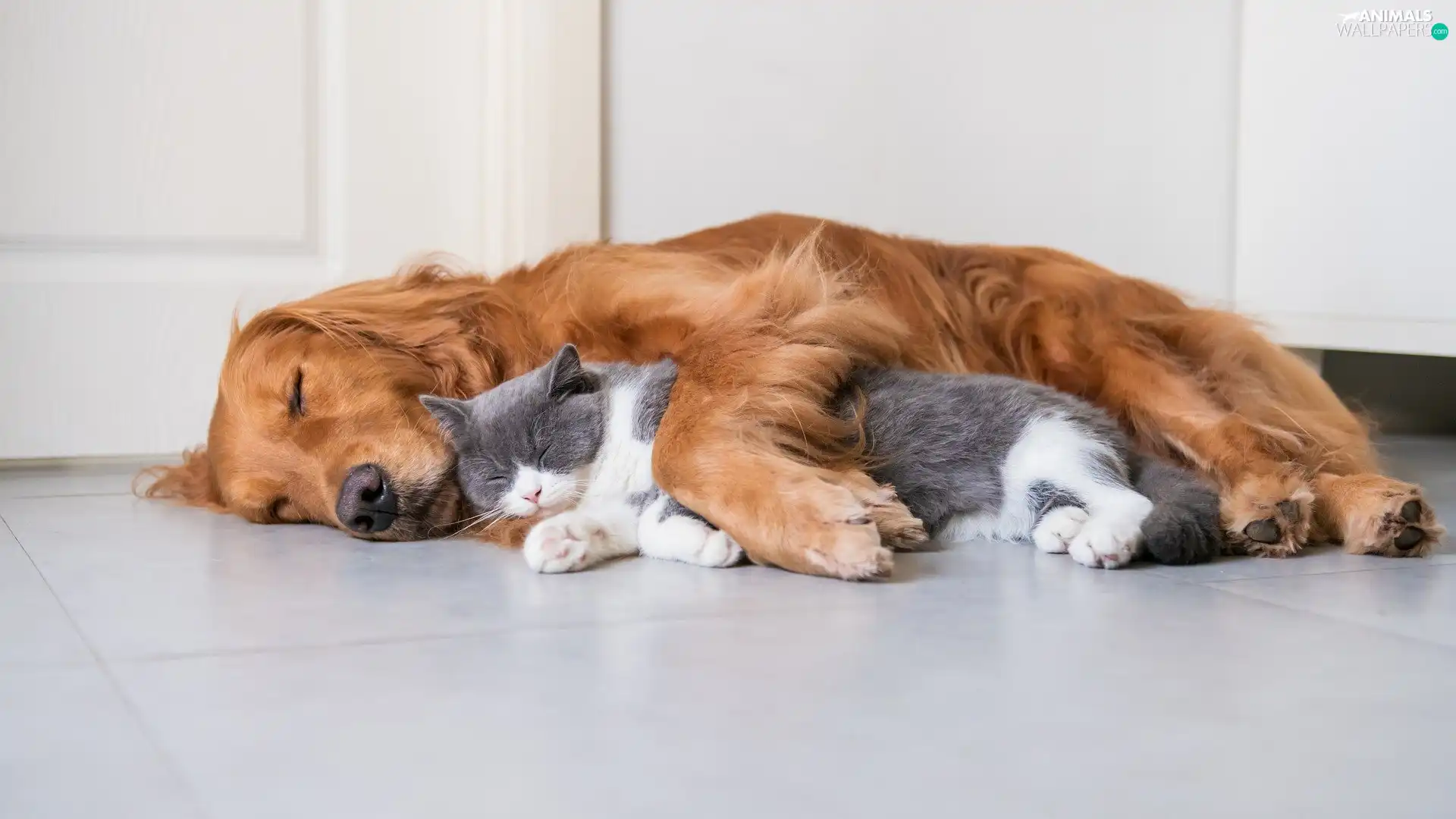 cat, floor, ginger, dog, sleepy