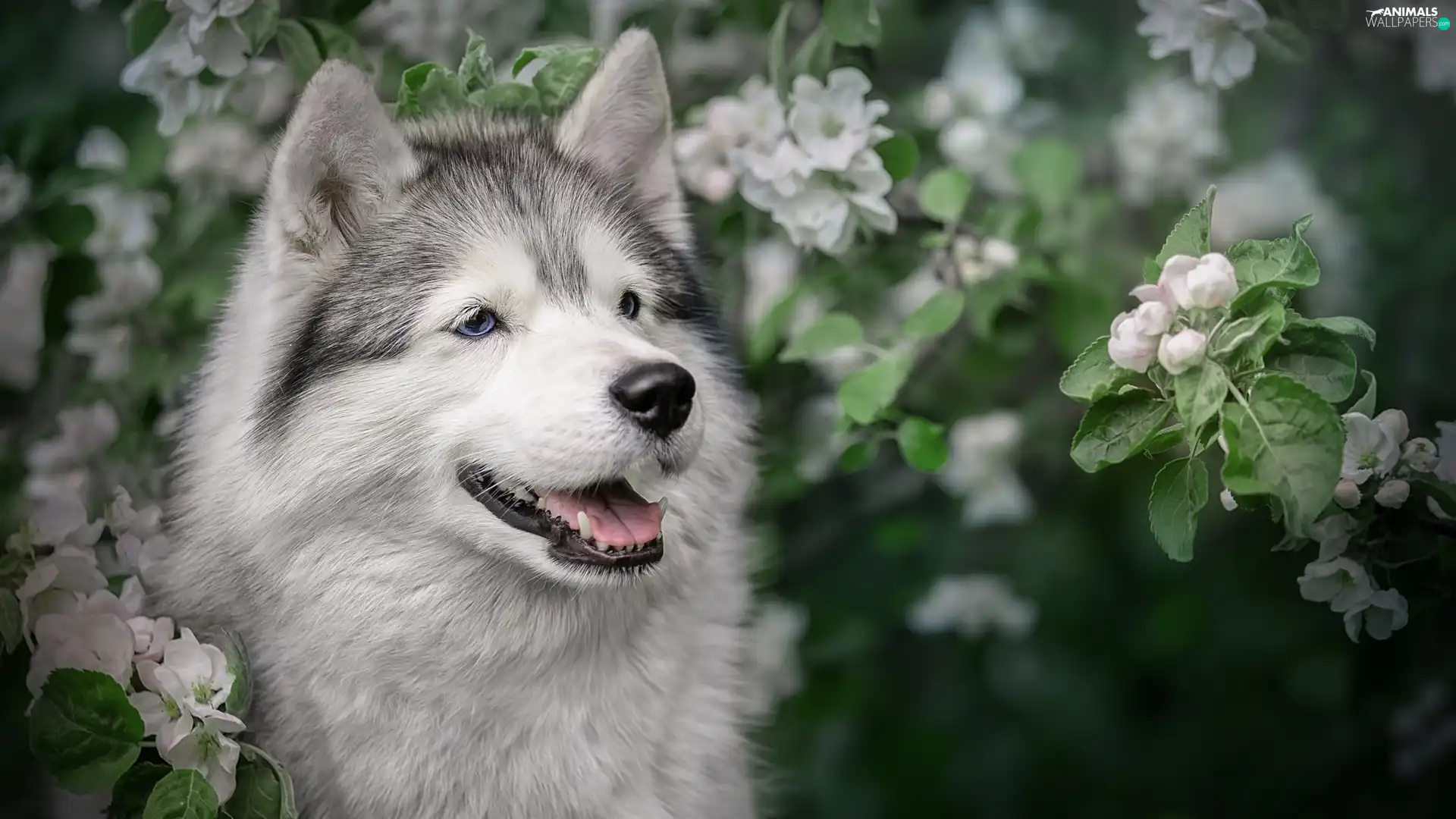 dog, Flourished, Twigs, Alaskan Malamute