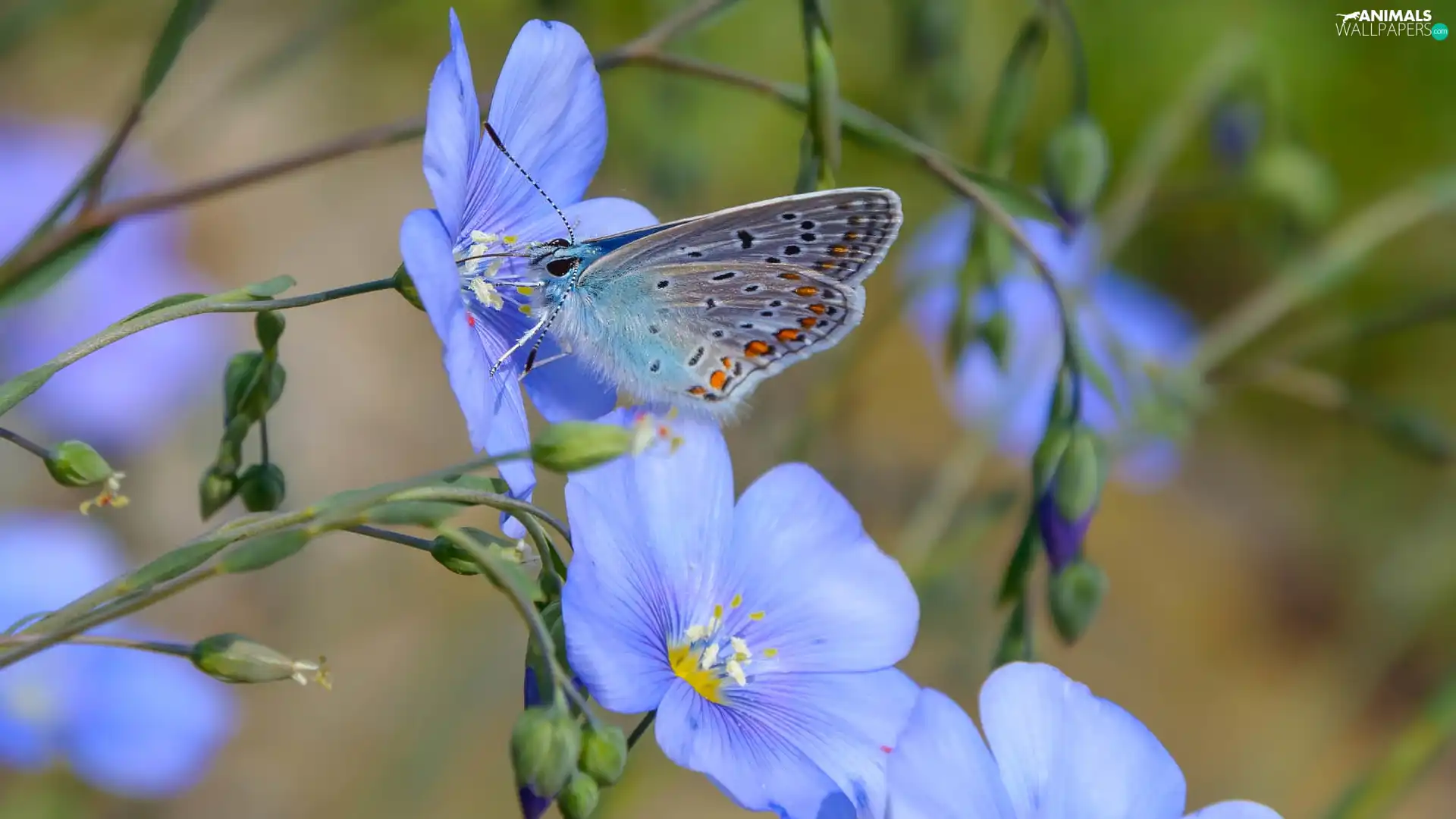 butterfly, Dusky Icarus, Flowers, linen, Blue