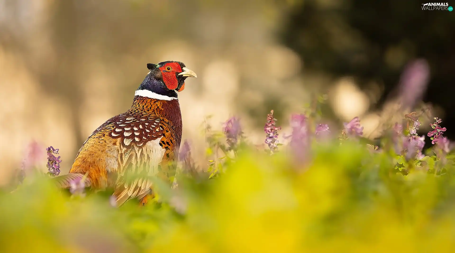 Bird, Flowers, blur, Common Pheasant