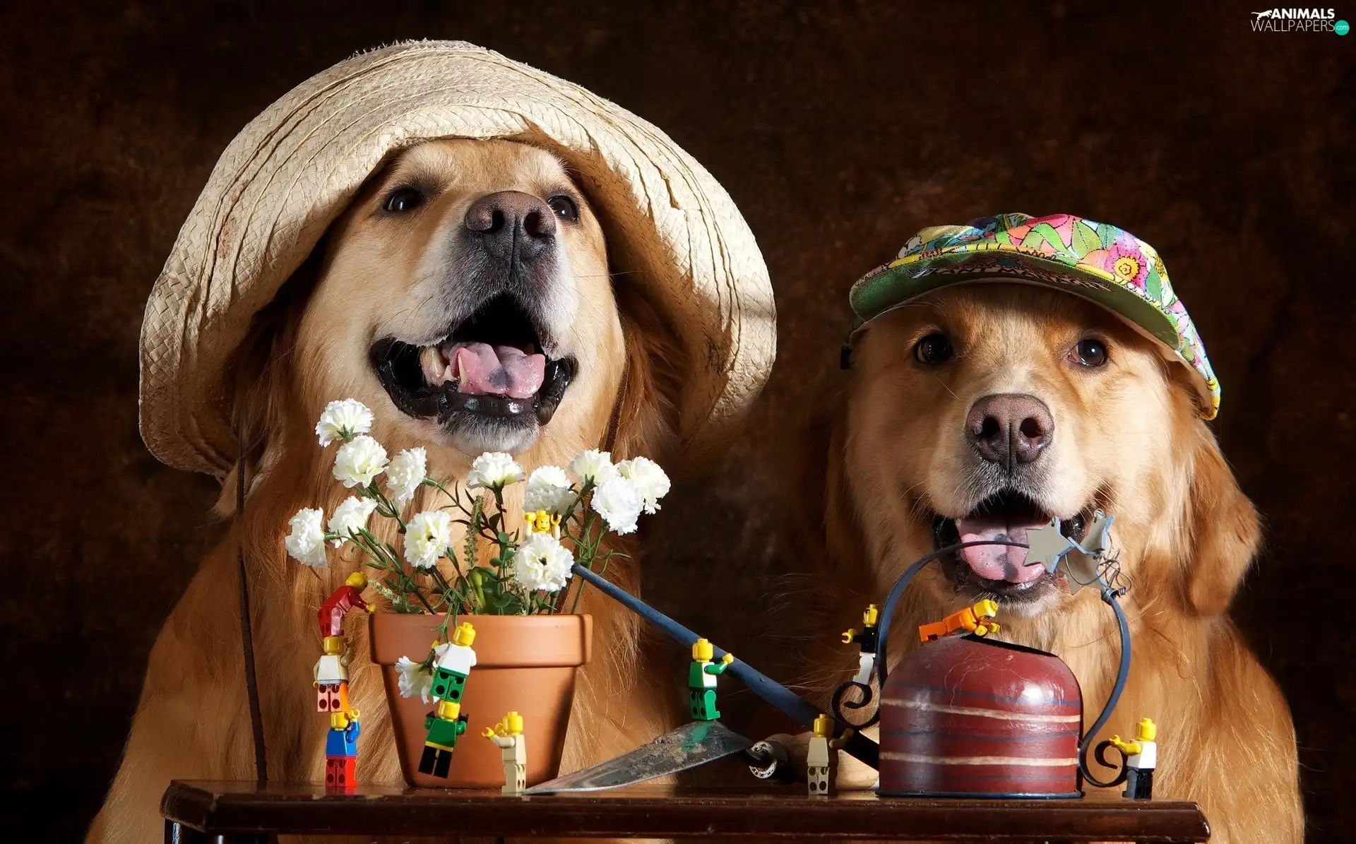 caps, Flowers, Dogs, Golden Retrievery, Two cars