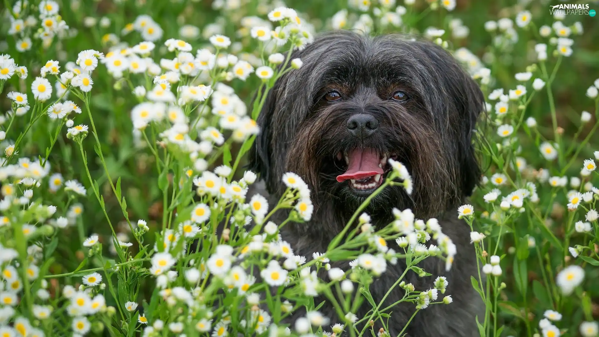 Flowers, dark, dog