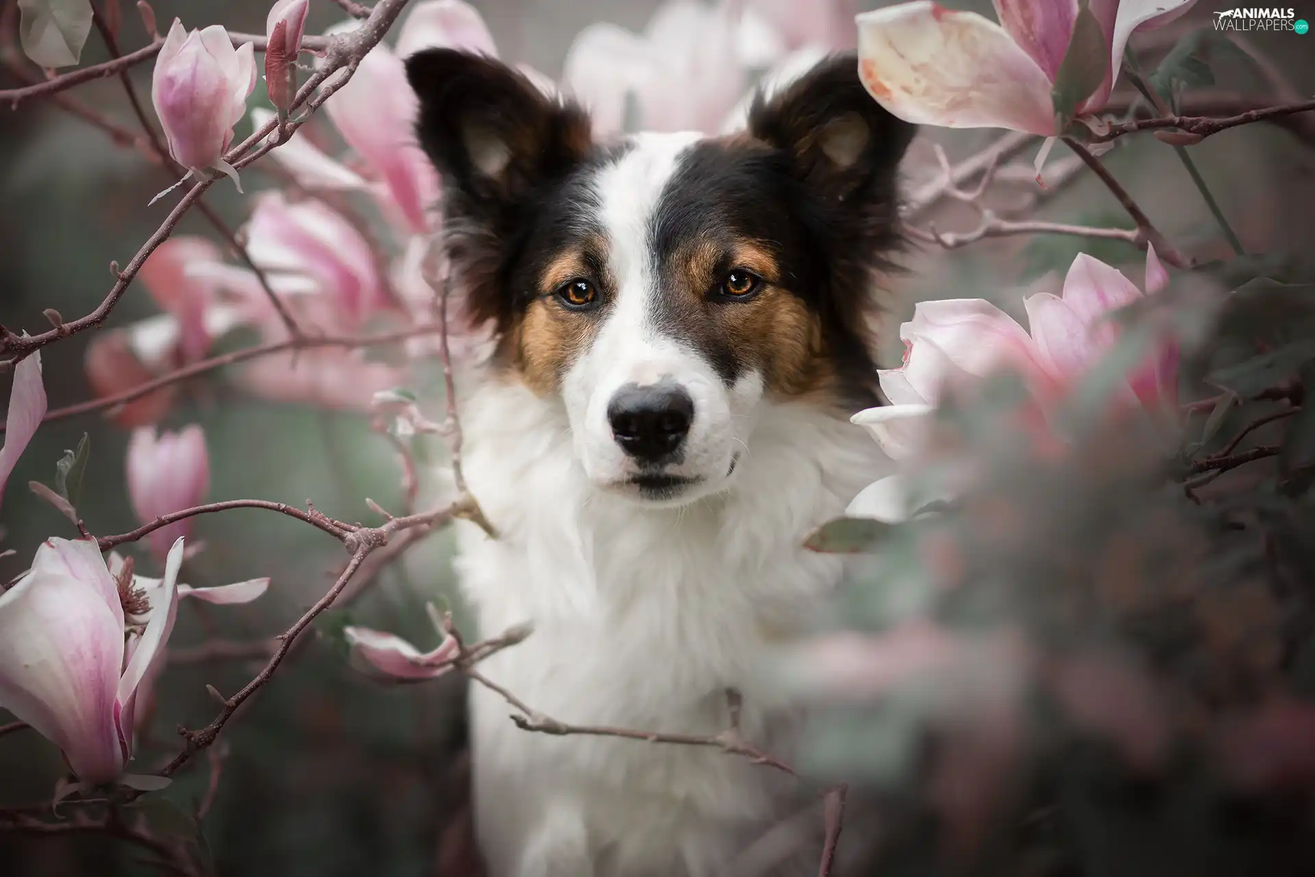 dog, Flowers, Magnolias, The look