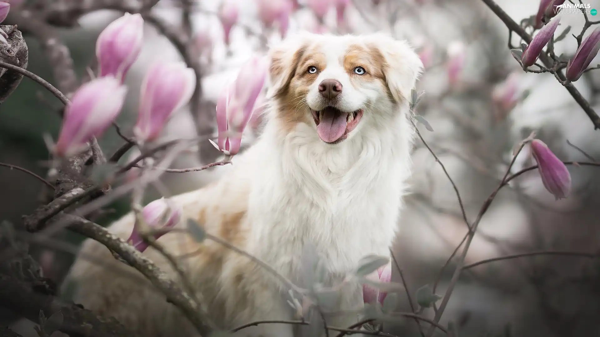 dog, Flowers, Magnolias, Australian Shepherd