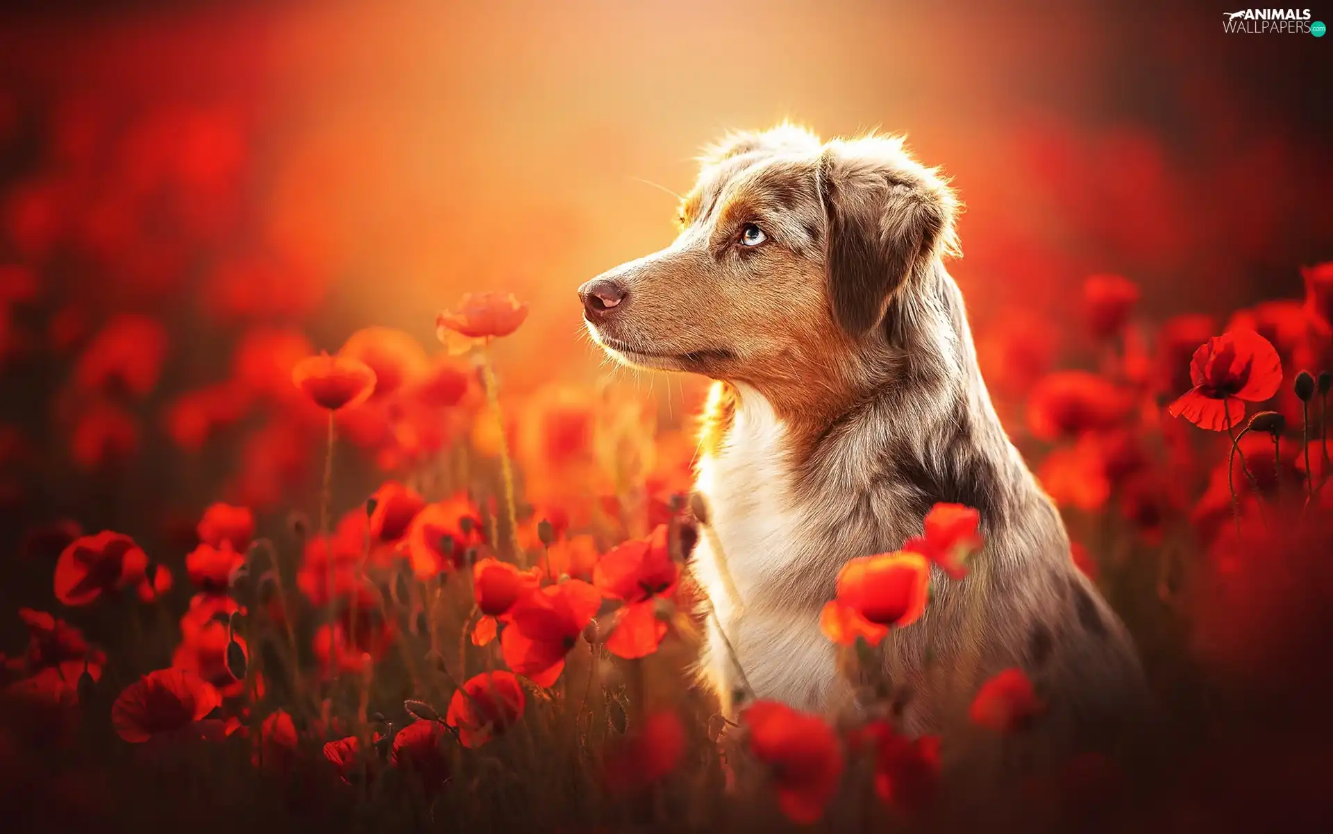 dog, Flowers, papavers, Australian Shepherd