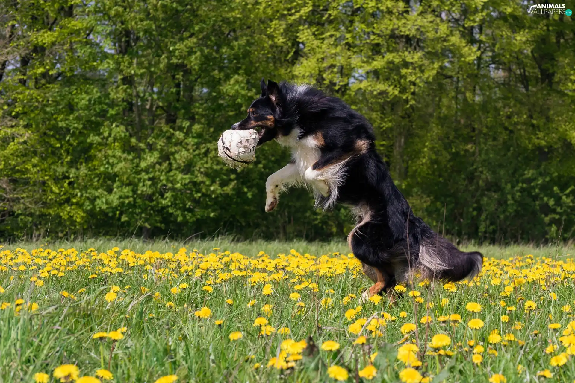 Ball, dog, puffball, Flowers, Meadow, Border Collie