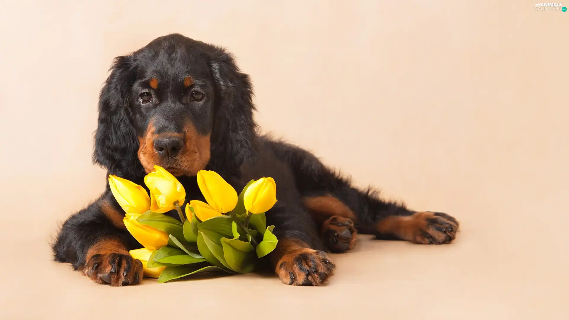 dog, Flowers, Tulips, Setter scotch
