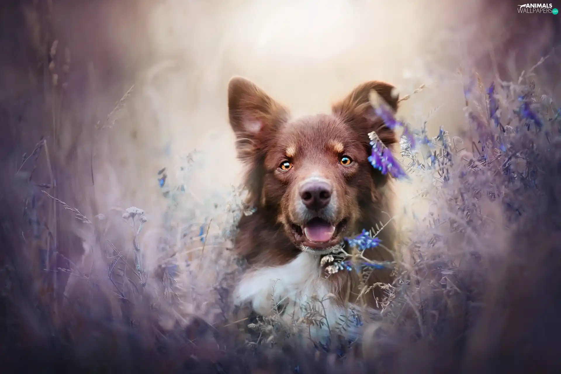 dog, Flowers, Vetch, Australian Shepherd