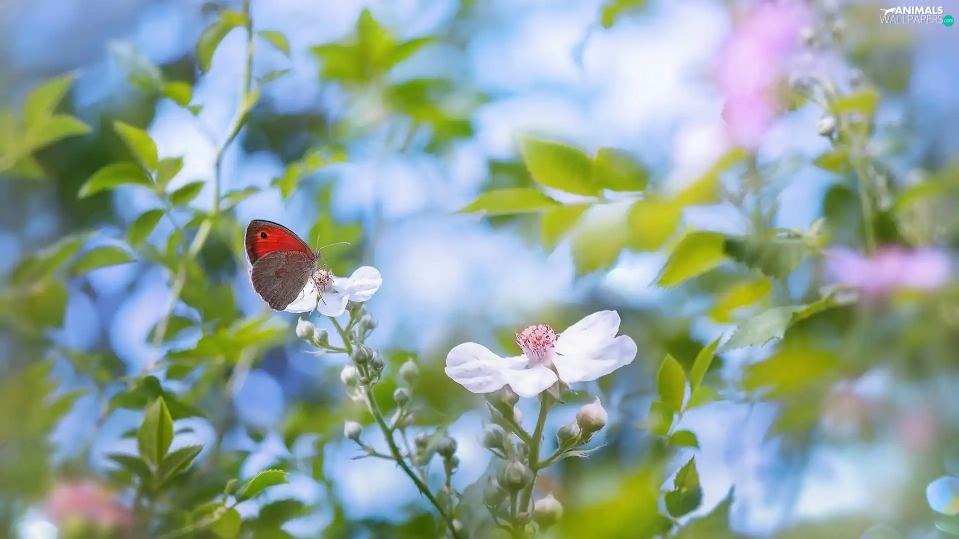 Gatekeeper, blurry background, Flowers, butterfly, White