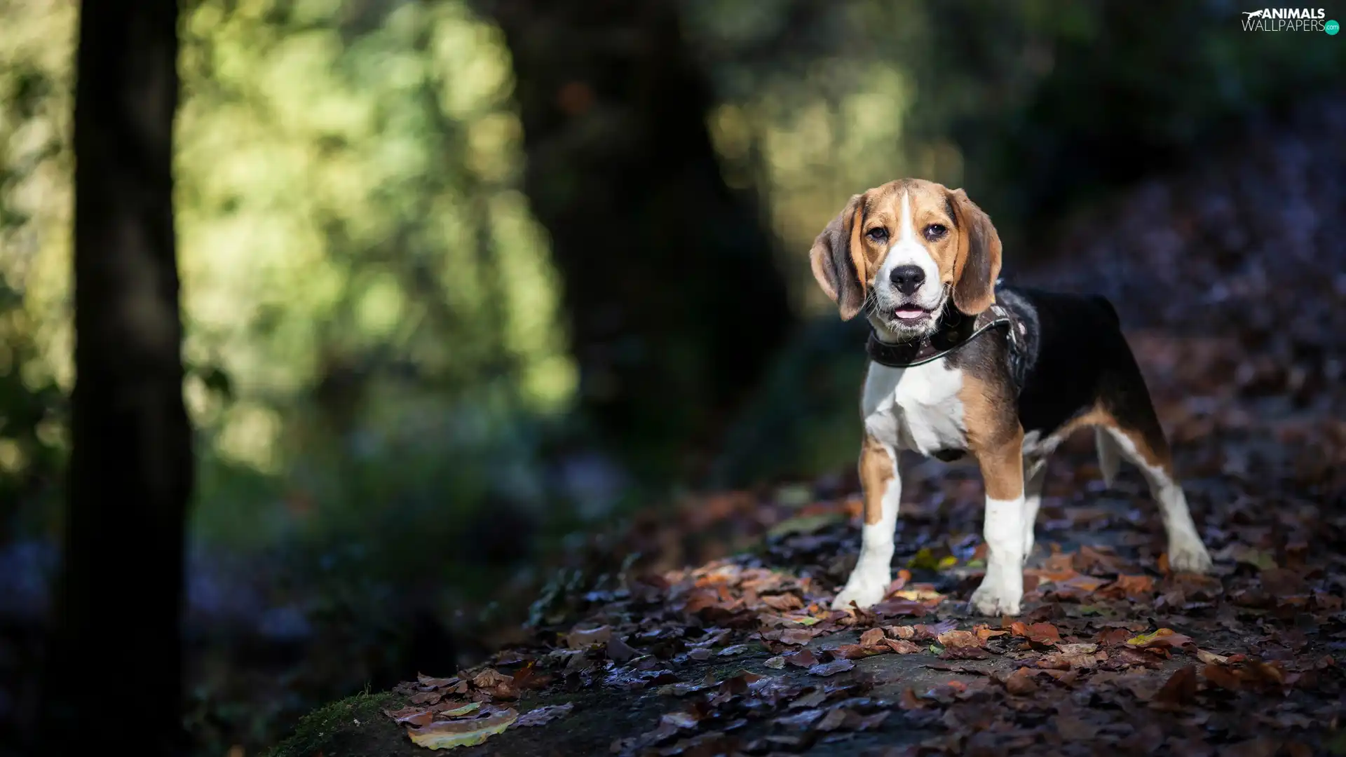 forest, dog, Beagle