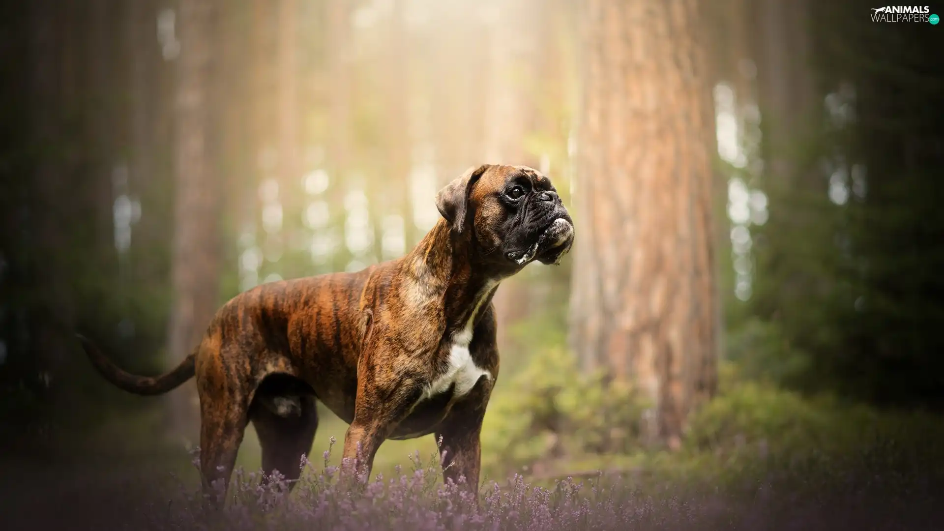 dog, heathers, forest, boxer