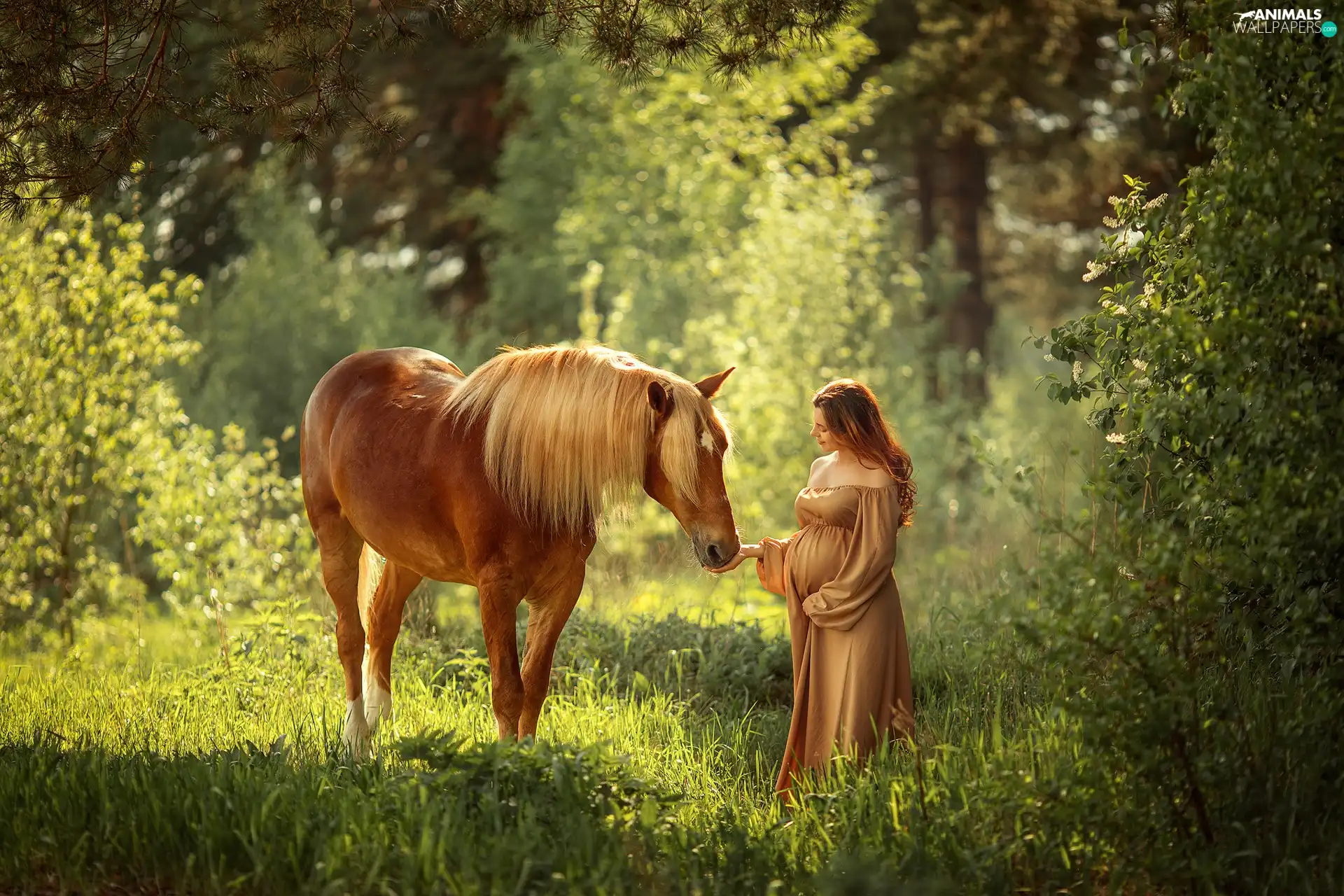viewes, forest, Horse, trees, Women