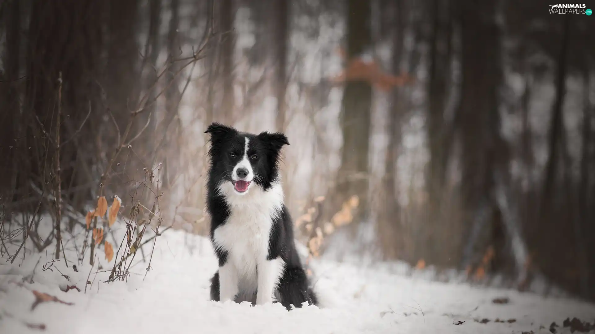 dog, forest, snow, Border Collie