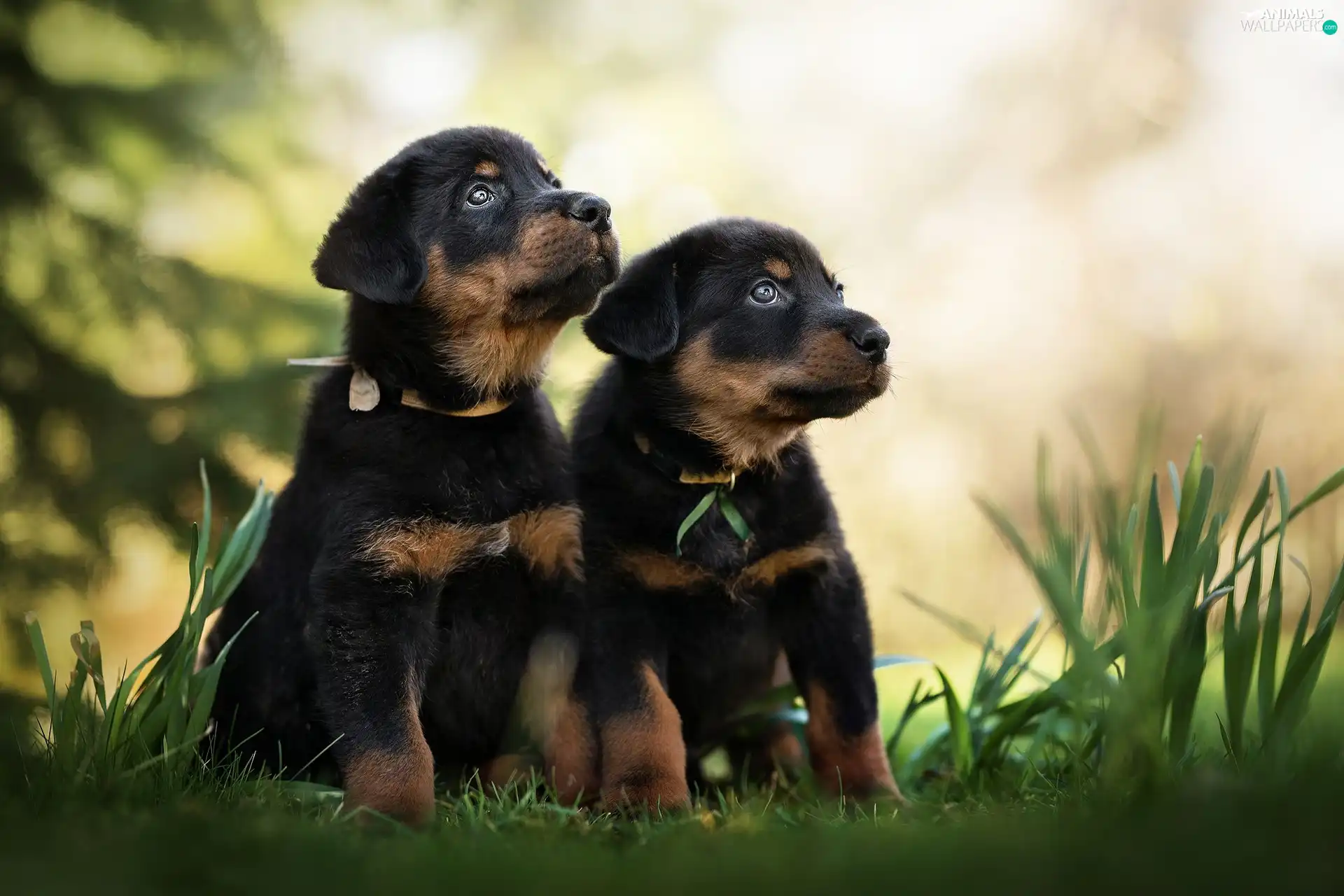 Two cars, Shepherd French Beauceron, grass, puppies