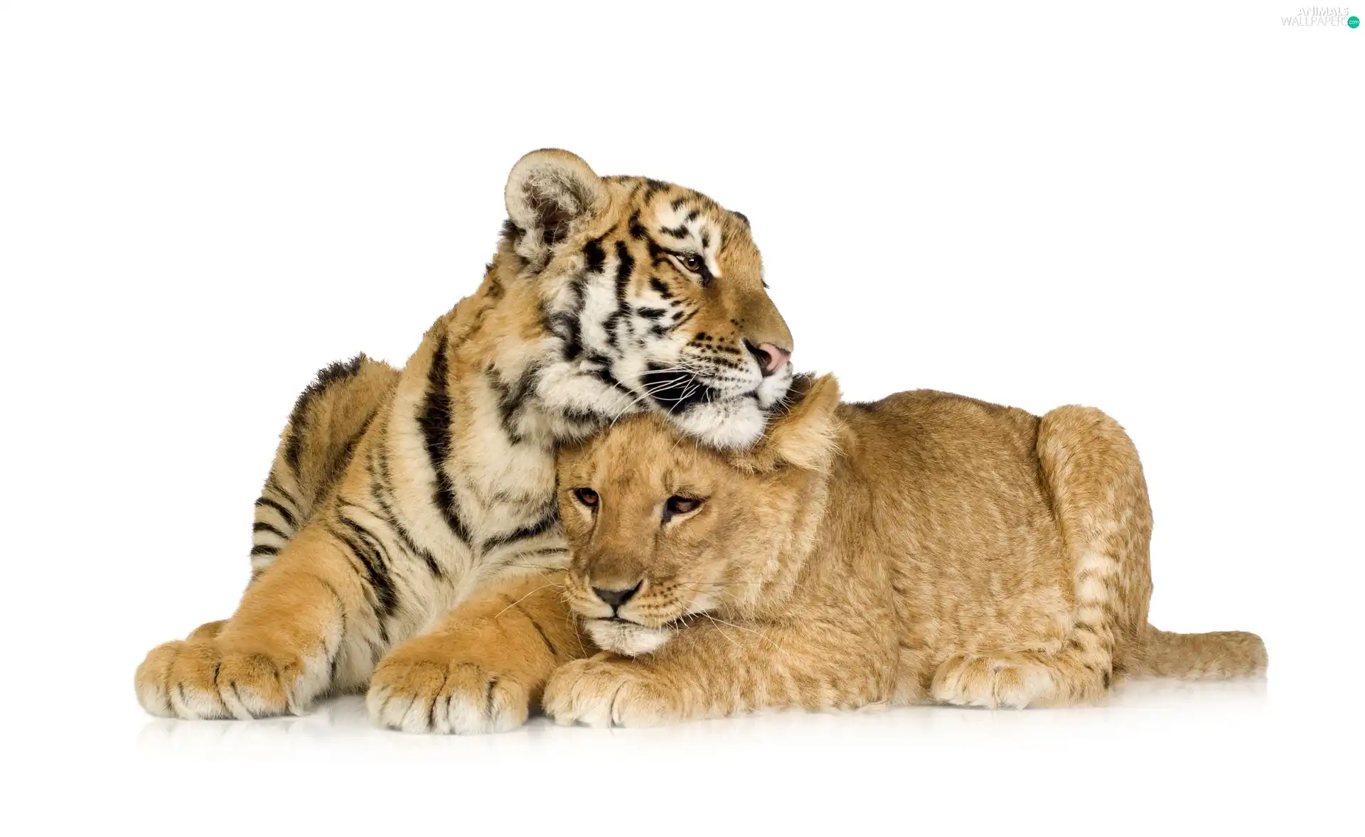 friends, Lioness, tiger