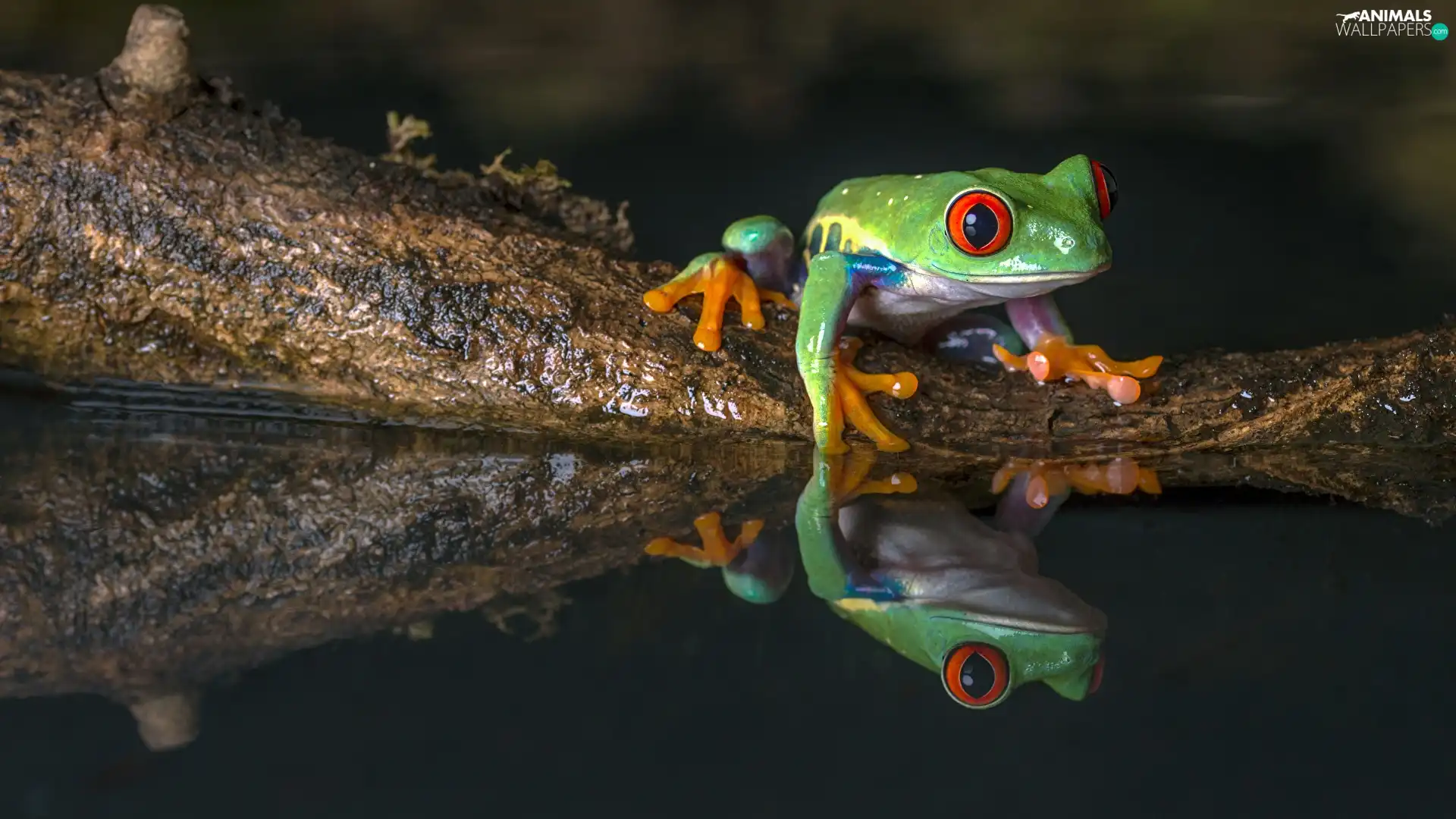 strange frog, water, reflection, Red eyed tree frog