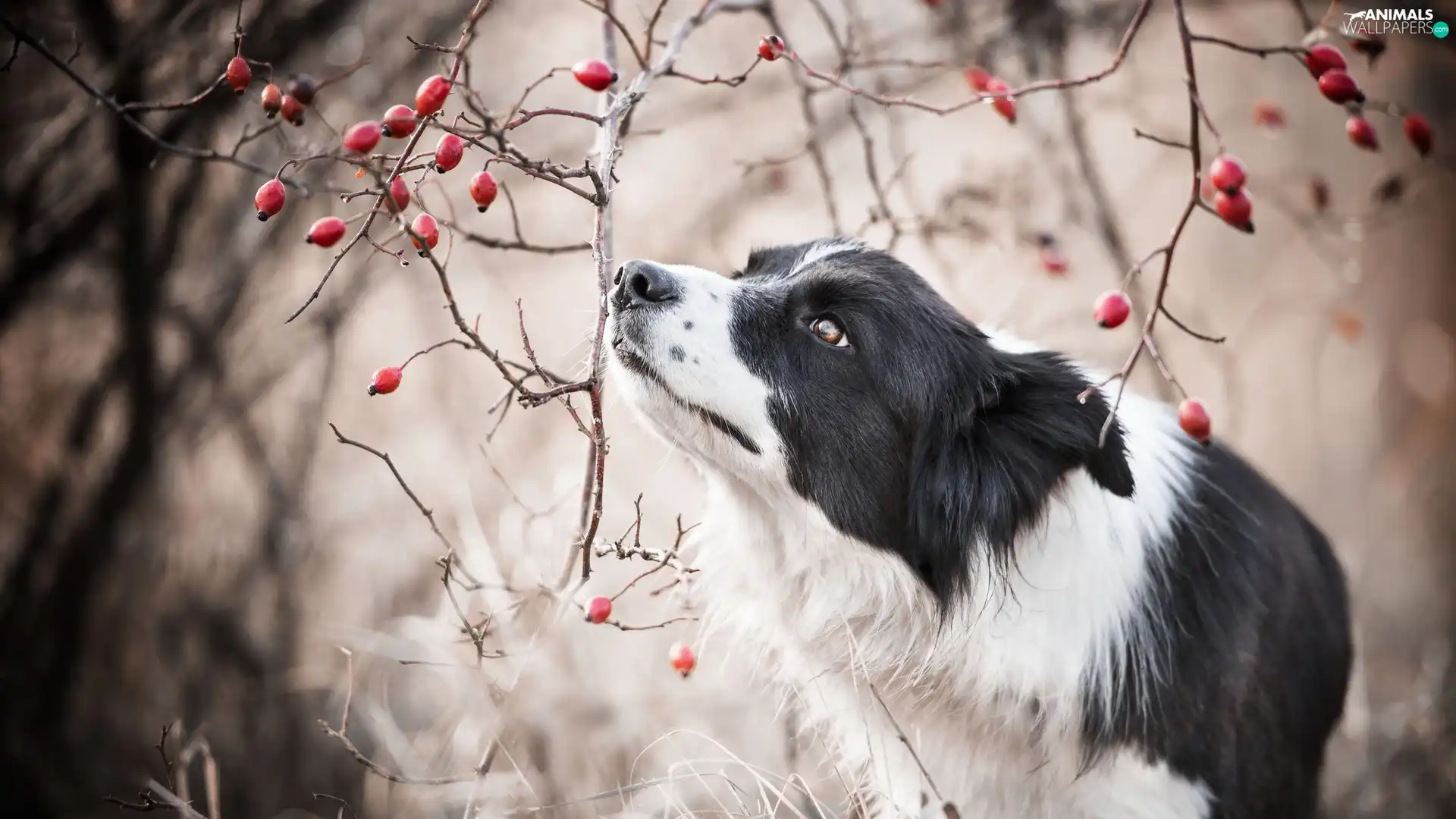 dog, Twigs, Fruits, Border Collie