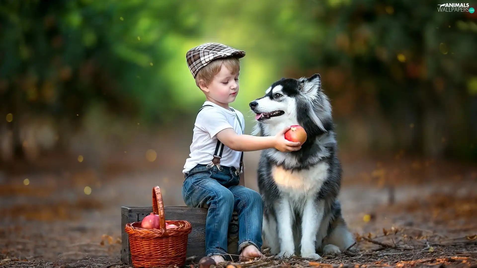 basket, dog, Way, Siberian Husky, boy, Fruits, forest