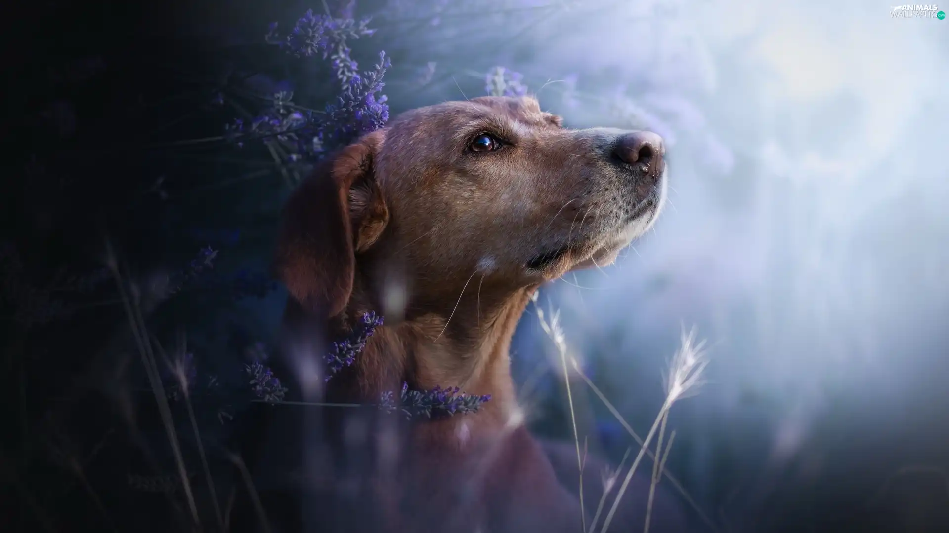 fuzzy, background, muzzle, lavender, dog