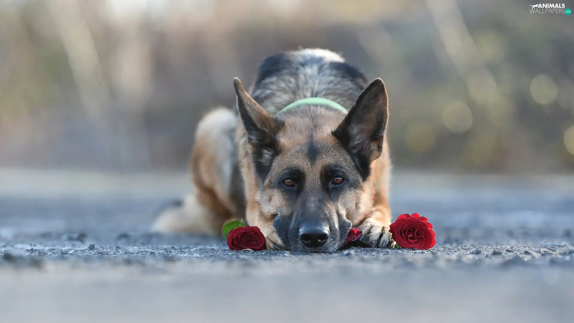 dog, German Shepherd, roses, lying