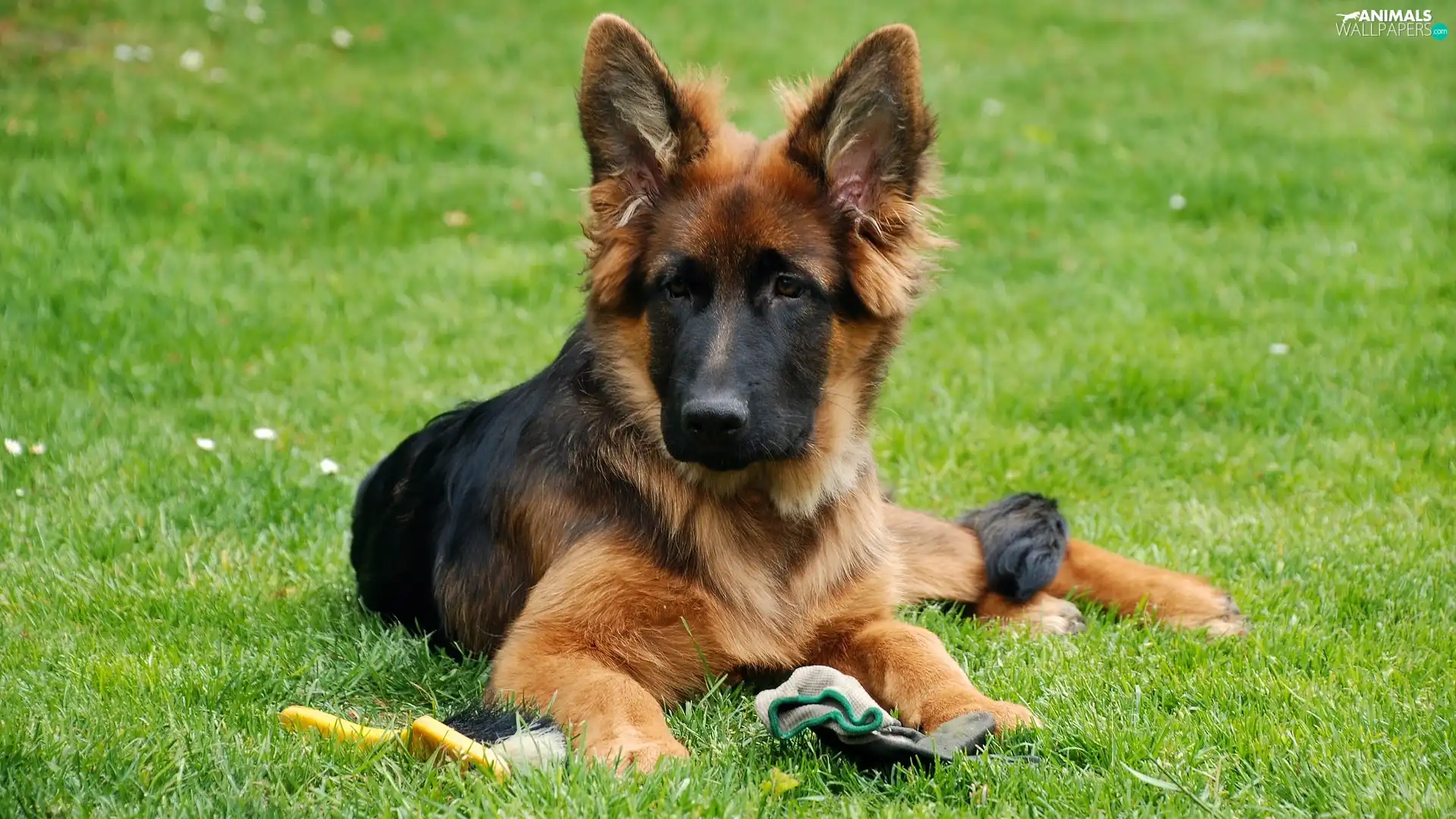 dog, German Shepherd, grass, Puppy
