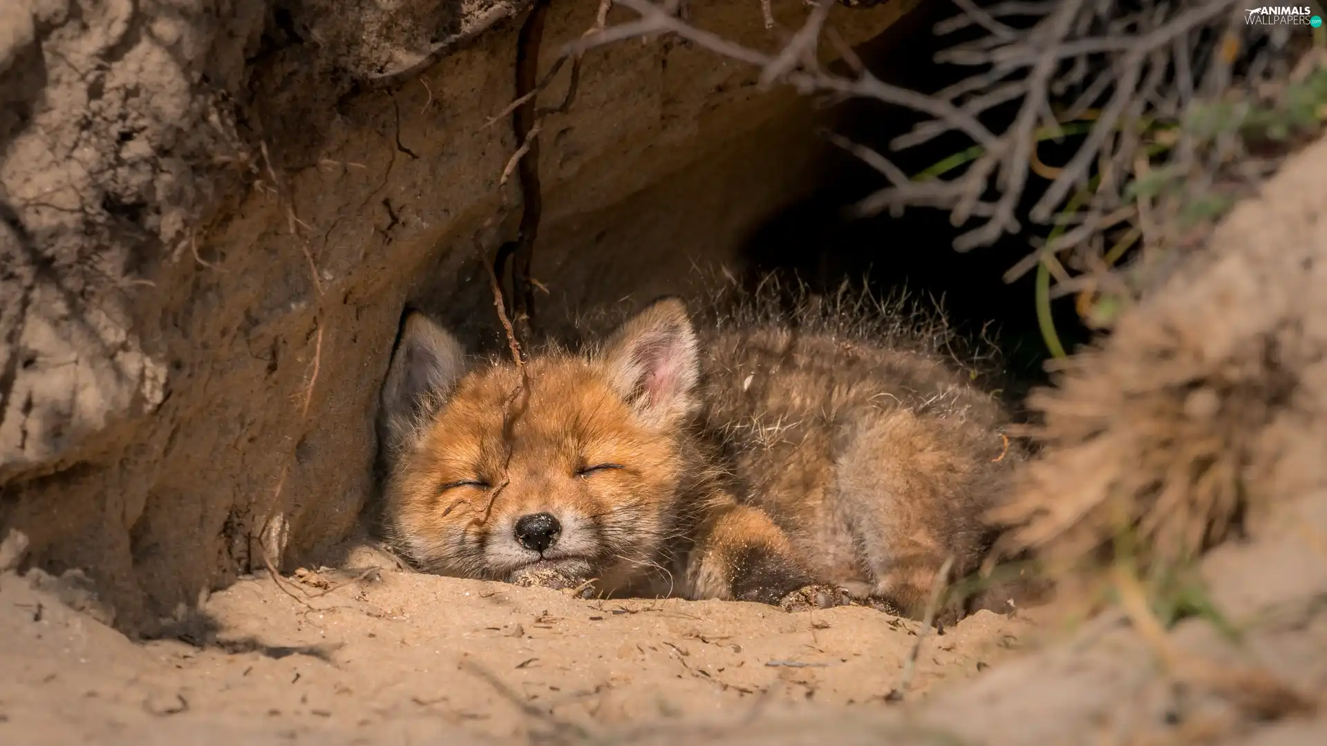 sleepy, Fox, hole, ginger
