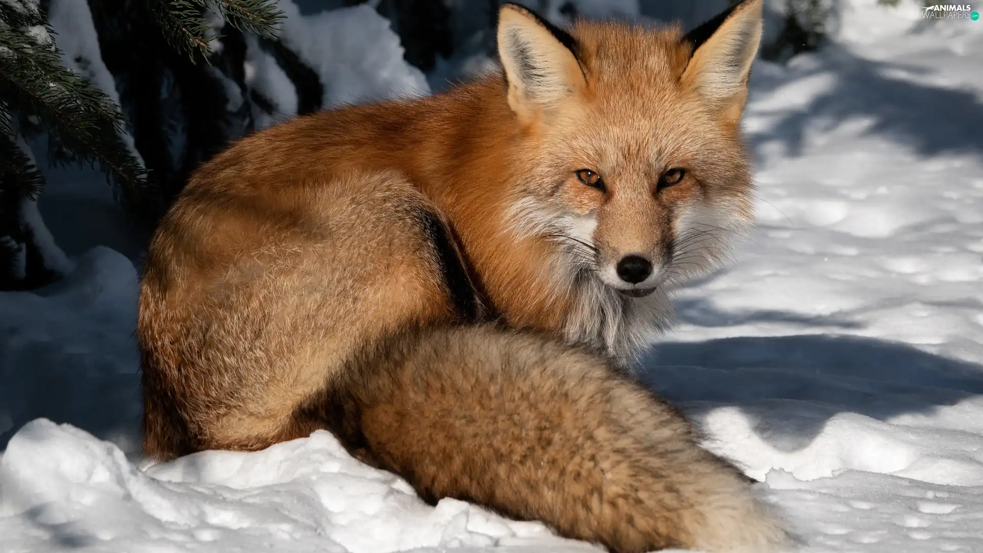 winter, Fox, snow, ginger