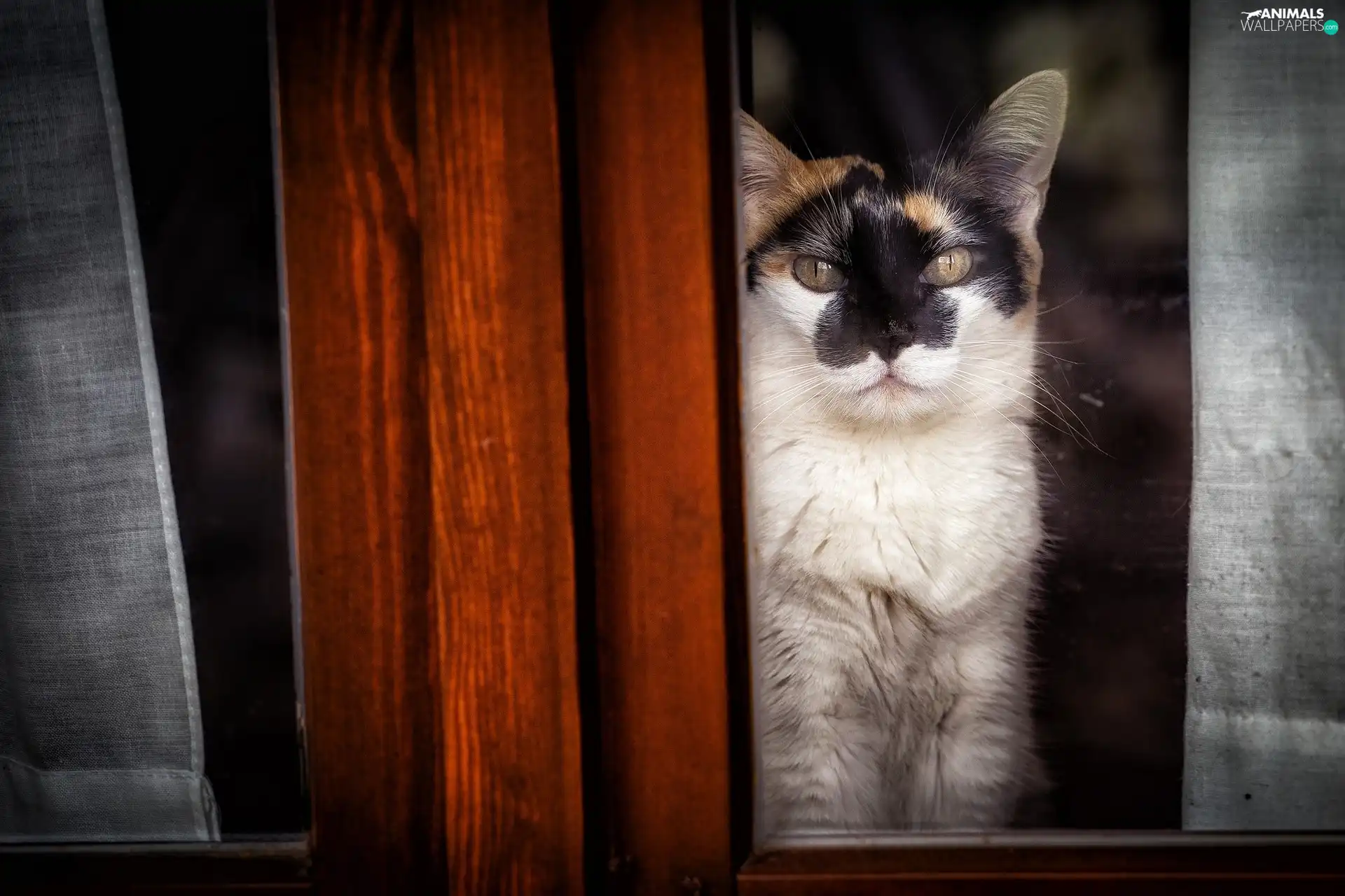Glass, cat, Window