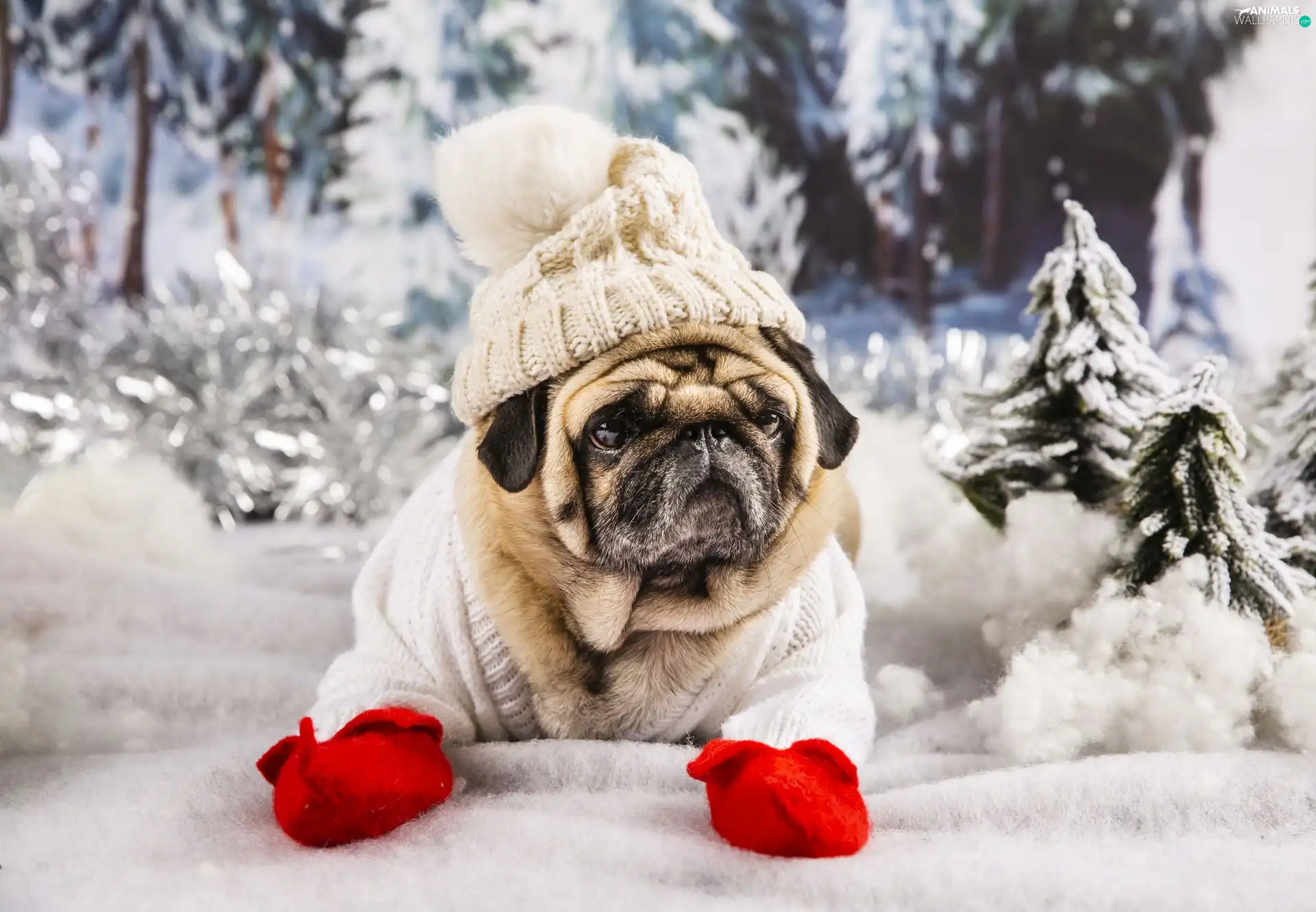 Gloves, pug, Hat, viewes, sweater, dog, White, winter, trees, Red