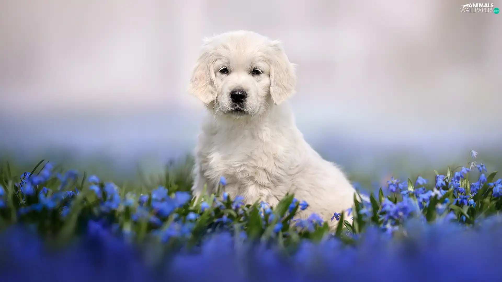 Blue, Flowers, Puppy, Golden Retriever, dog