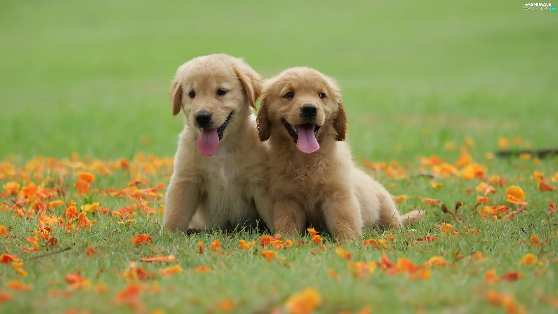 Meadow, Leaf, puppies, Golden Retriever, Two cars