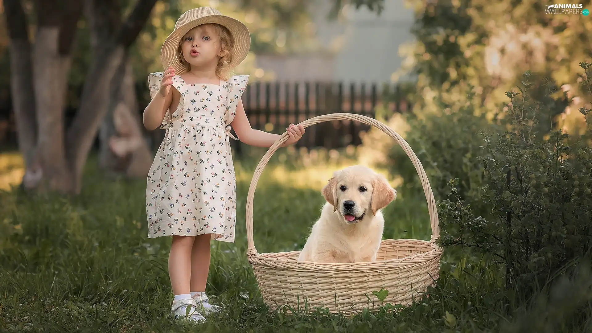 basket, girl, Puppy, Golden Retriever, dog, Hat