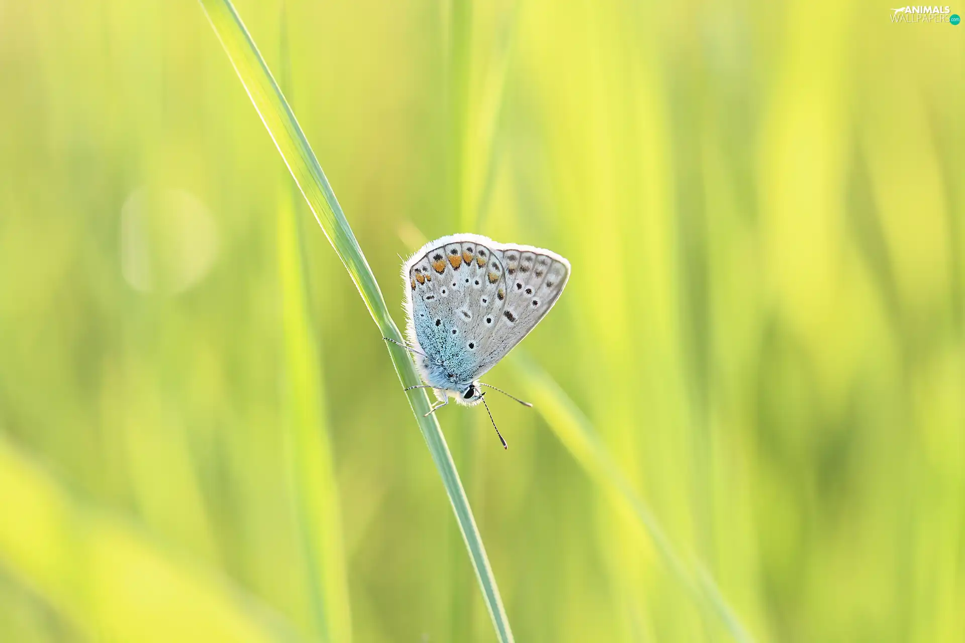 butterfly, stalk, grass, Dusky