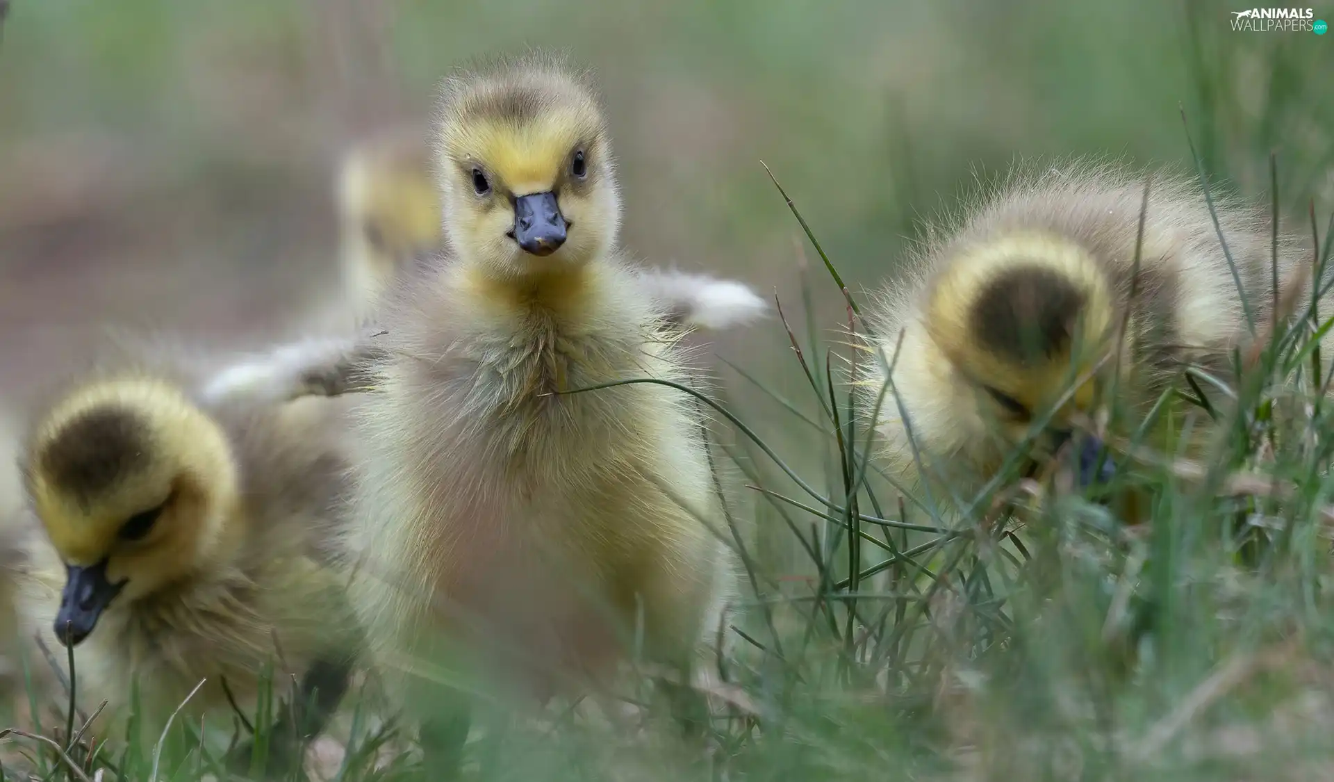 grass, geese, chick