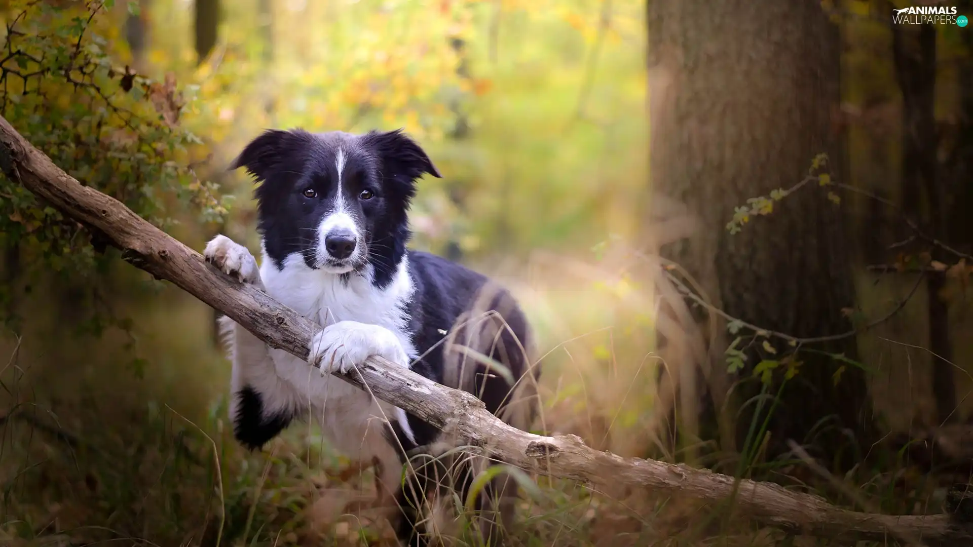 forest, Border Collie, viewes, branch, dog, trees, grass