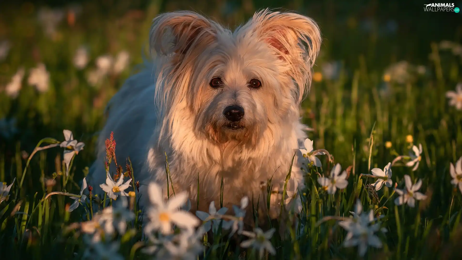 dog, Flowers, narcissus, grass