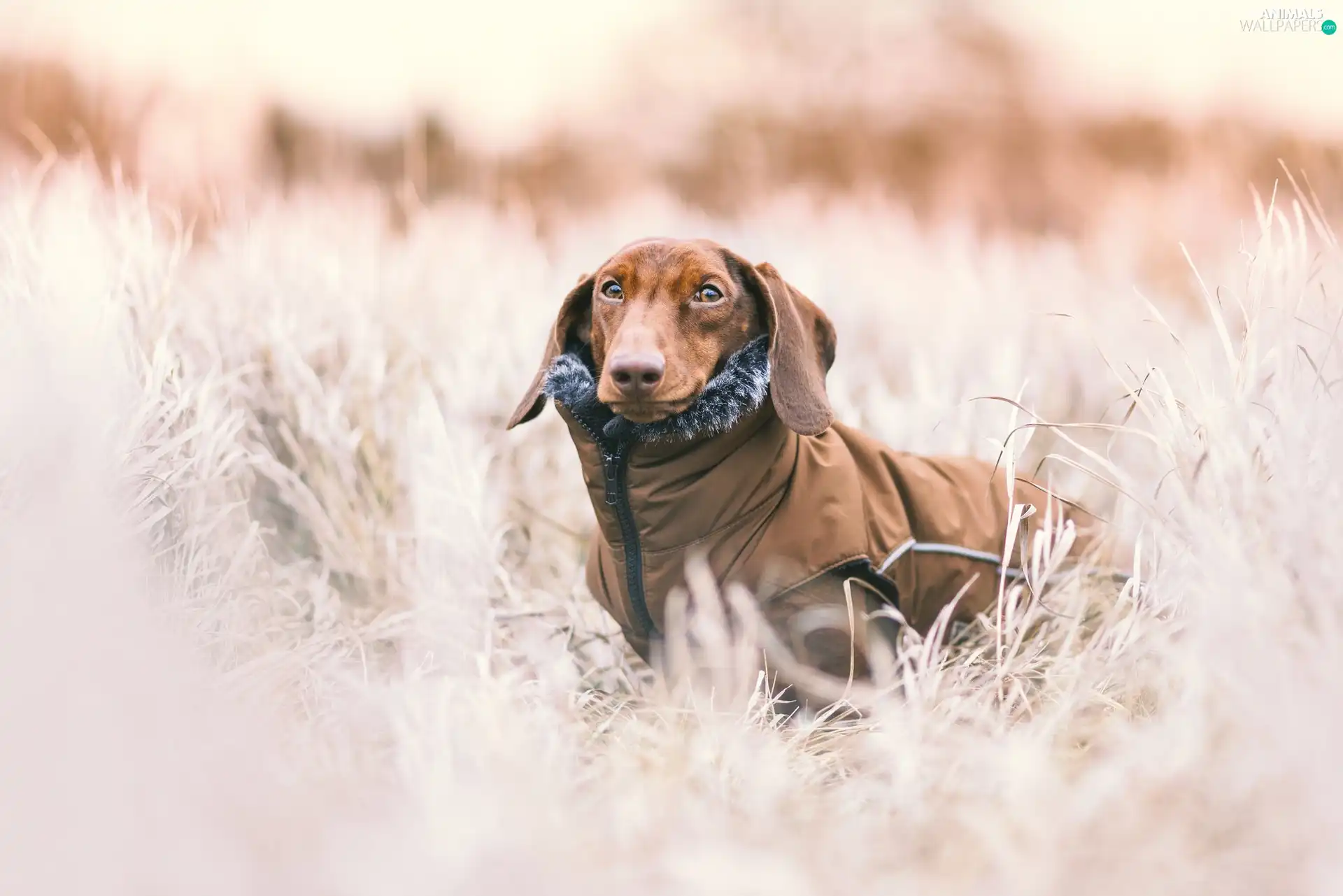 grass, White frost, dachshund, clothes, dog