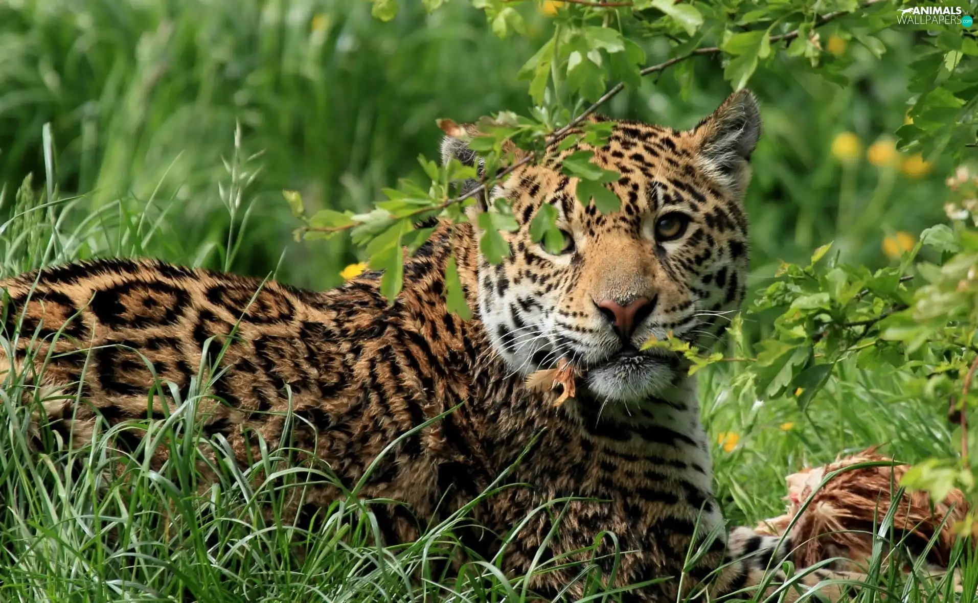 Jaguar, grass