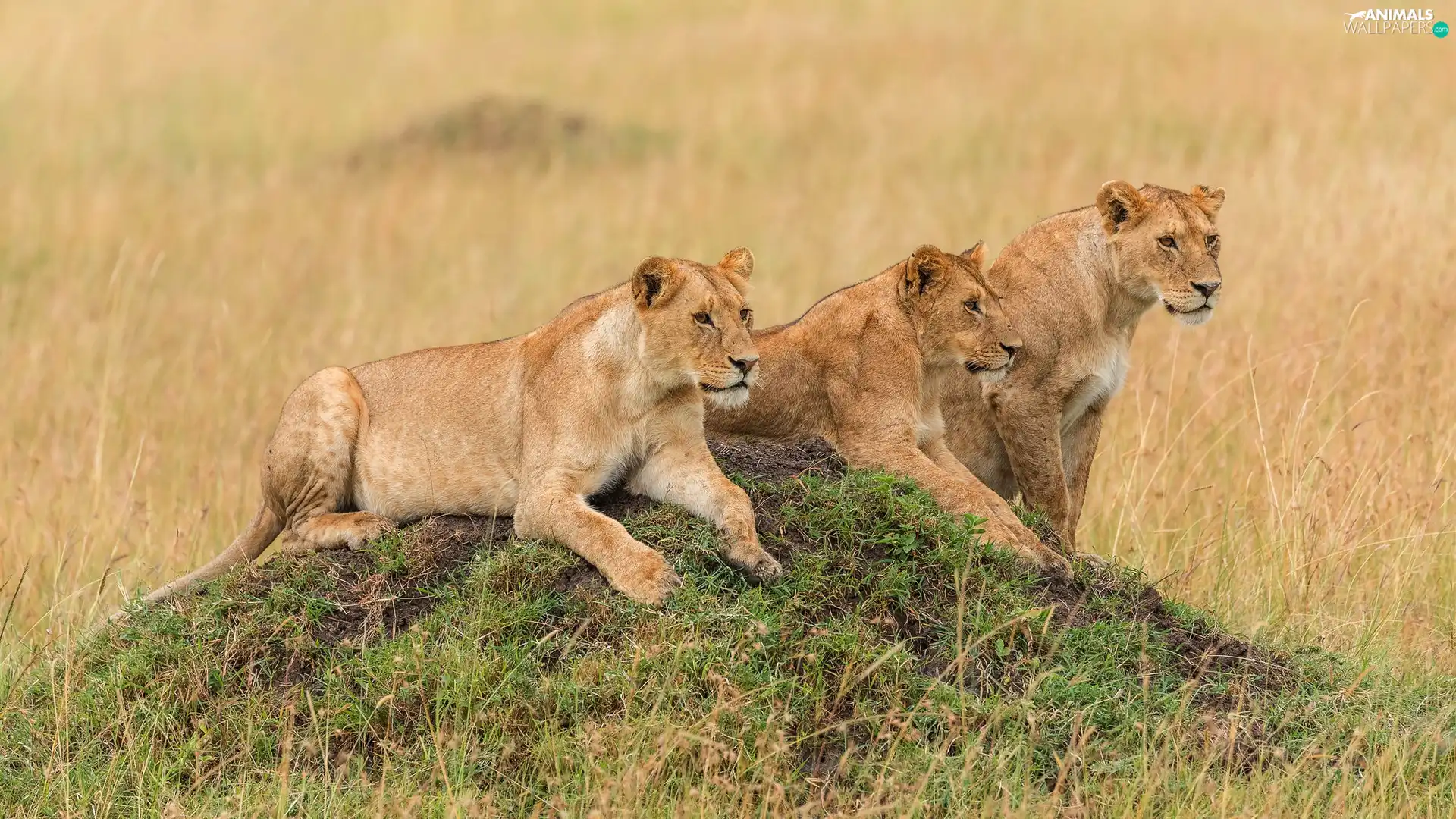 grass, Three, lionesses