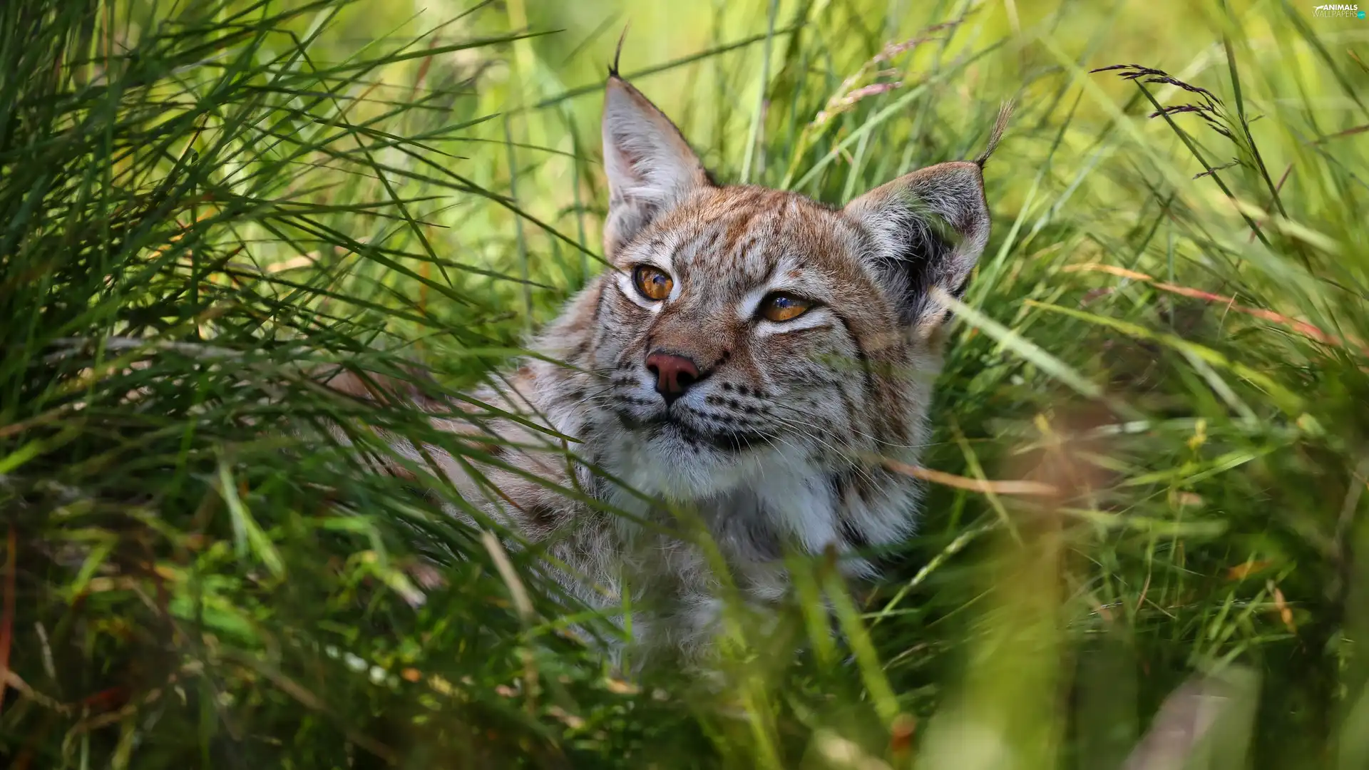 grass, Head, Lynx