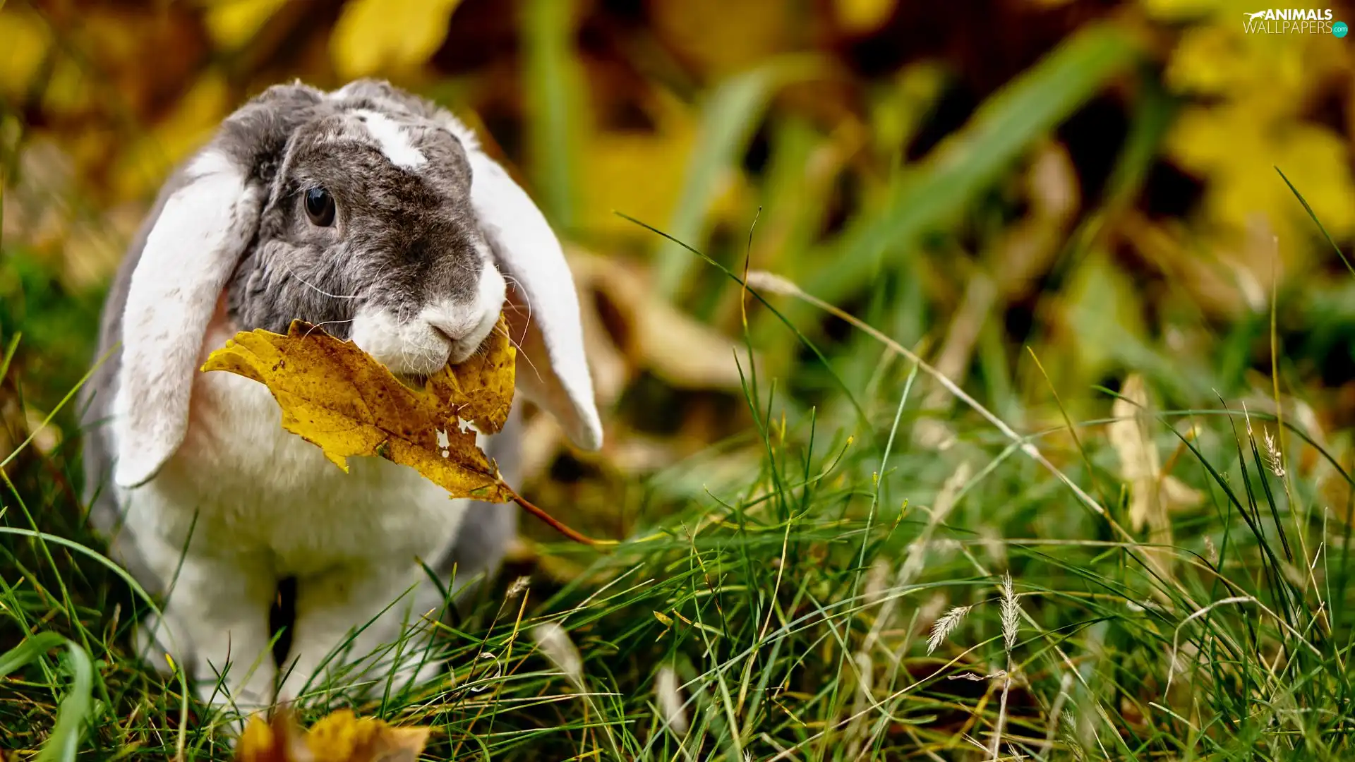 Rabbit, Yellow, leaf, grass