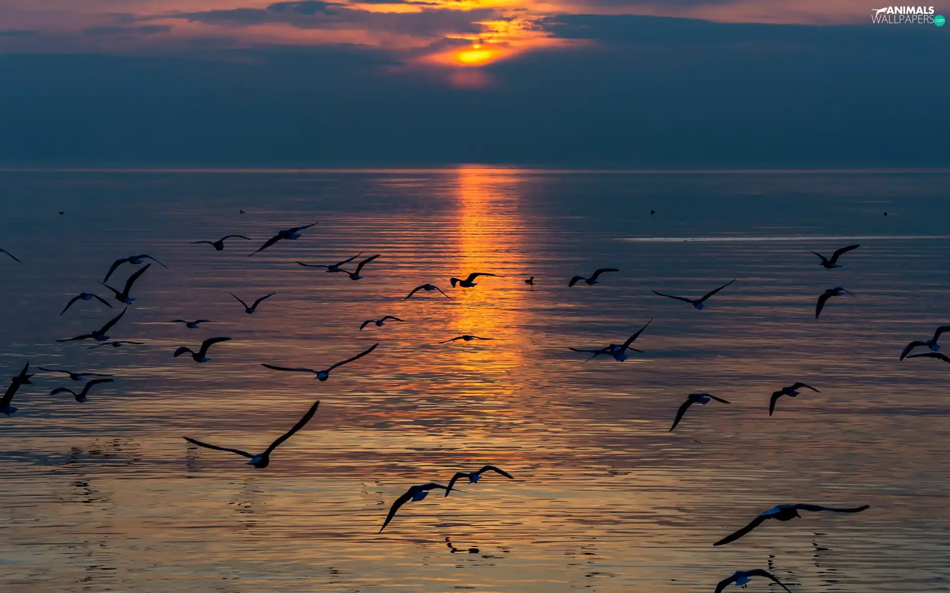 sea, gulls, Great Sunsets, birds