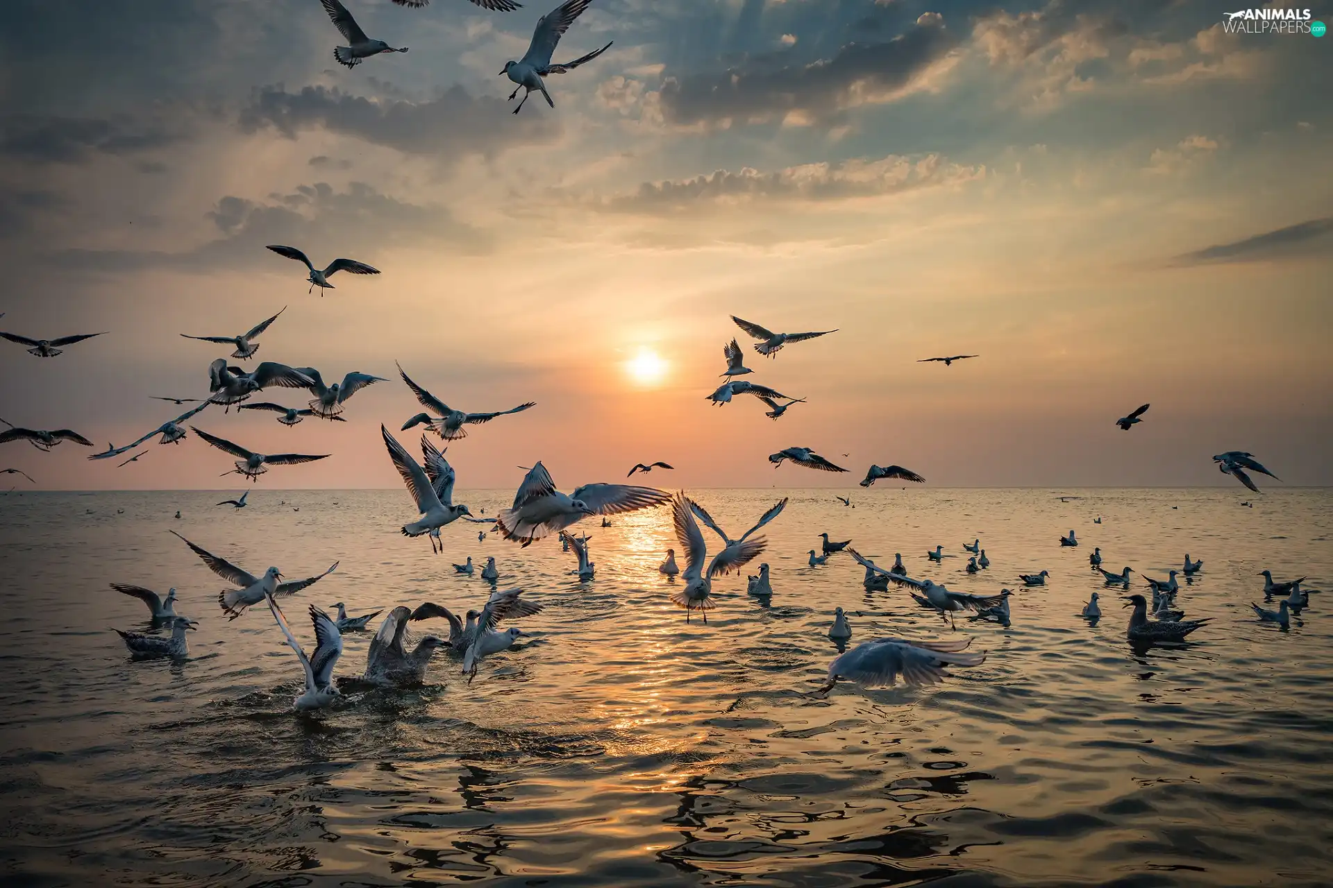 Great Sunsets, sea, gulls