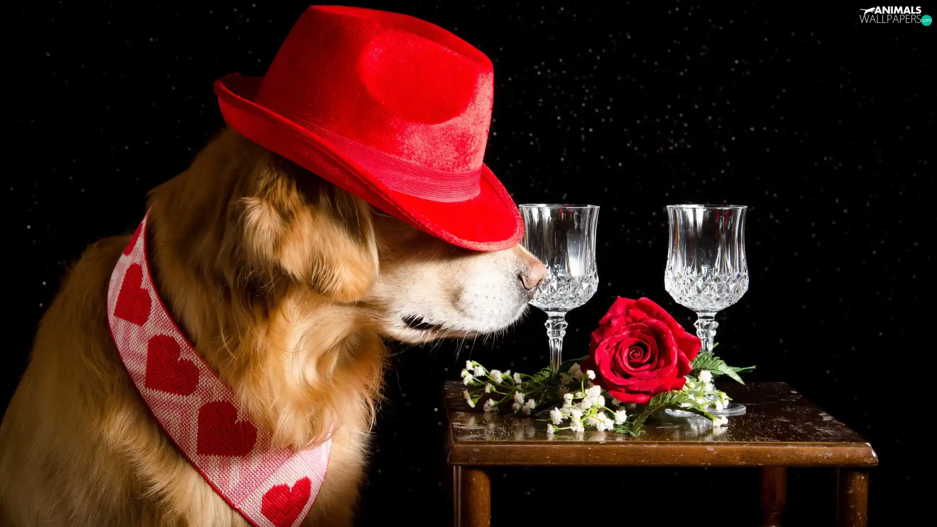 table, Golden Retriever, glasses, Hat, dog, rose, black background