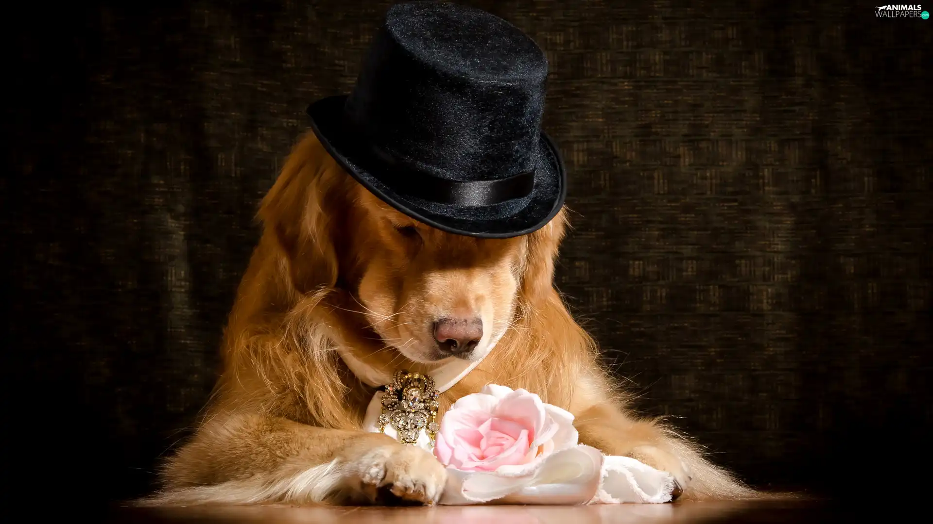 dog, Hat, rose, Golden Retriever