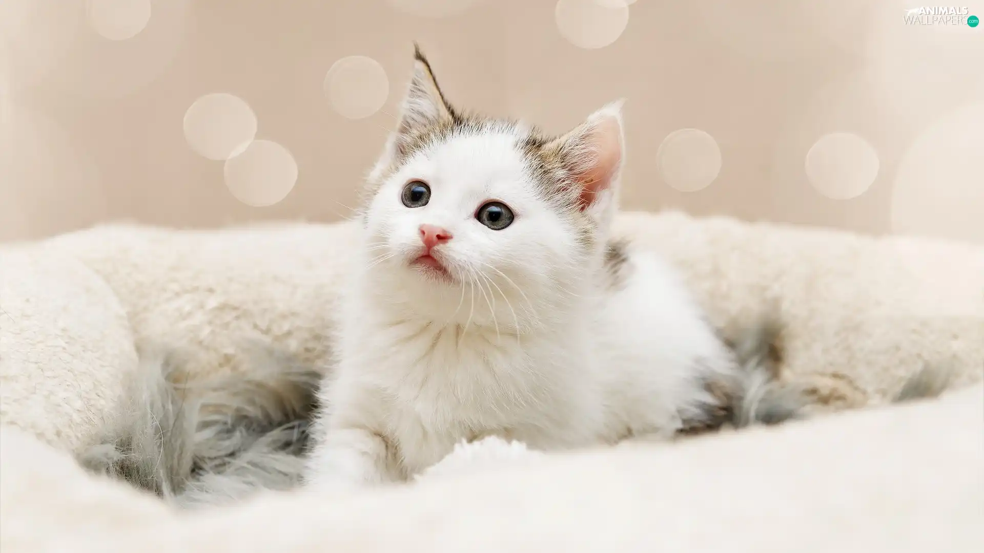 cat, small, fur, haunt, kitten, White