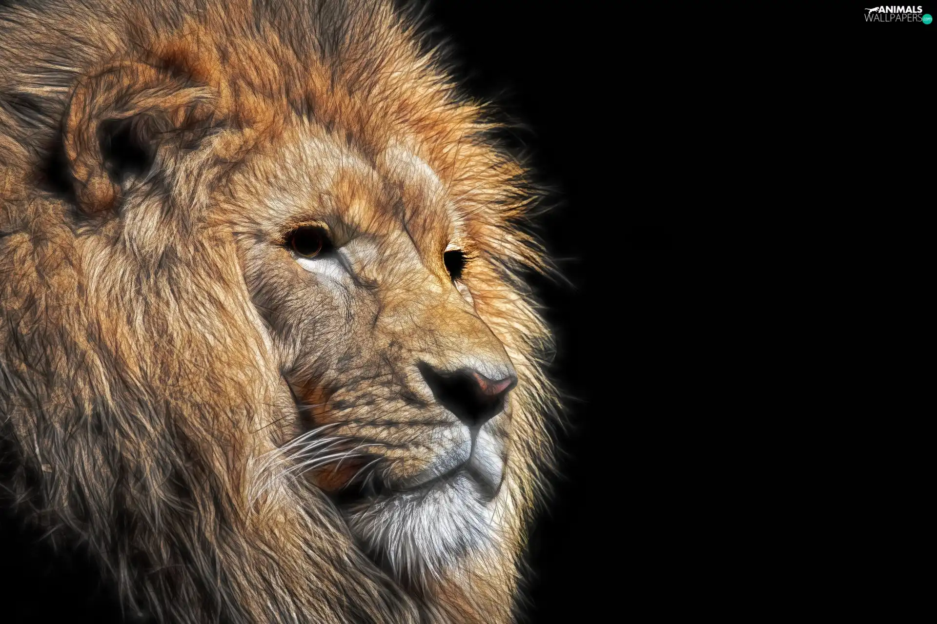 Head, Fractalius, Lion